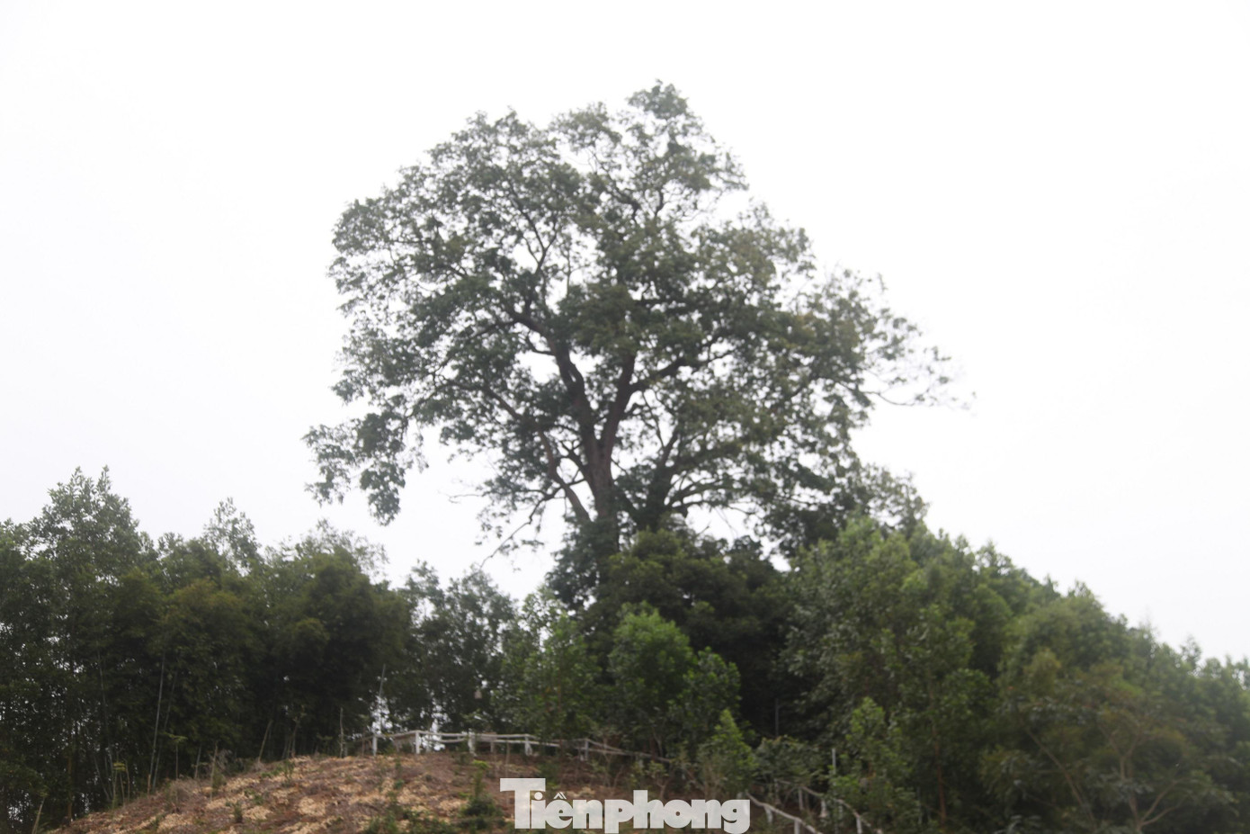 Cây lim xanh cổ thụ được người Cao Lan ở thôn Xuân Lung xem như báu vật