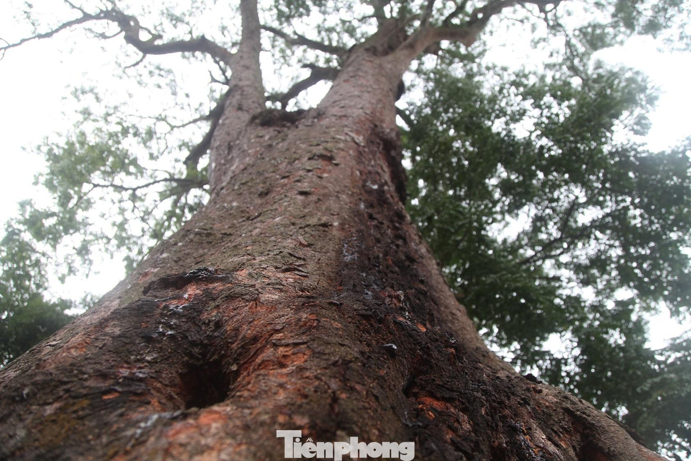 Cây lim xanh được người Cao Lan giữ gìn qua nhiều thế hệ