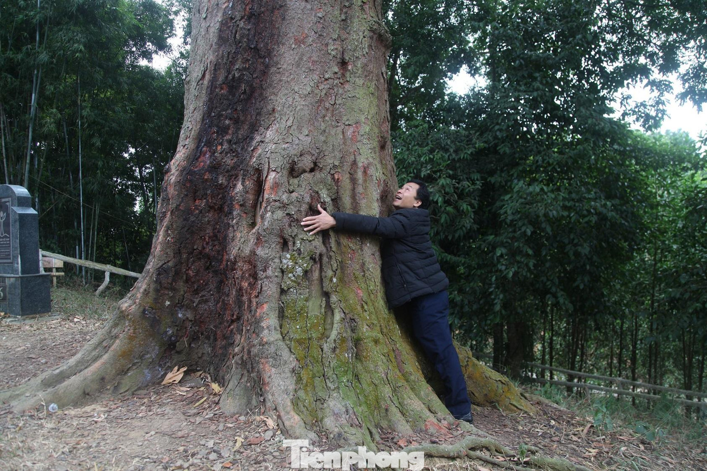 Gốc cây lim xanh to khoảng 6 -7 người ôm