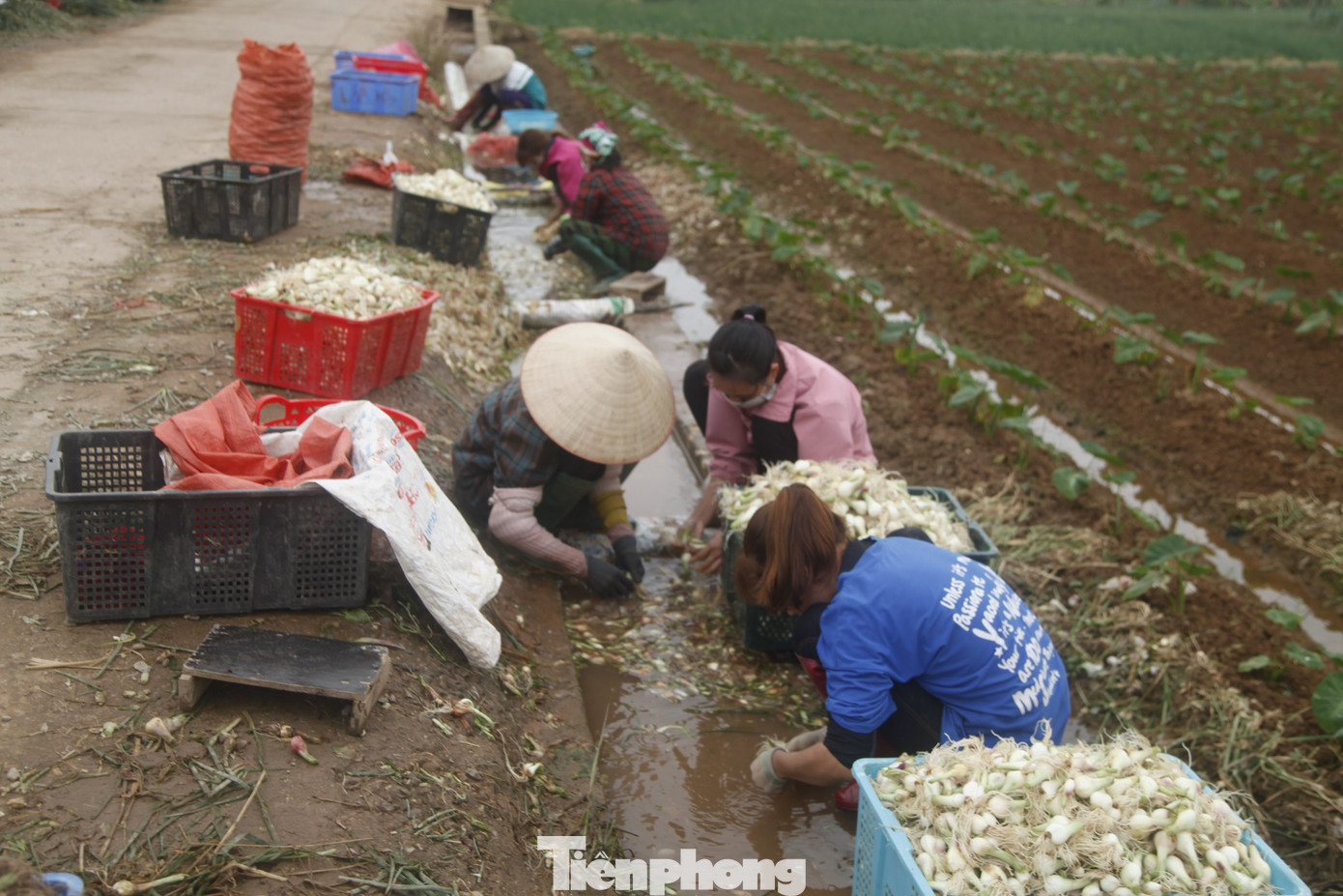 Vào những ngày giáp Tết, thị trường có nhu cầu lớn về hành muối dưa. Bởi vậy, những người rửa hành thuê luôn tất bật với công việc. Xã Bảo Đài (huyện Lục Nam) là vùng trồng hành muối dưa nổi tiếng ở tỉnh Bắc Giang.