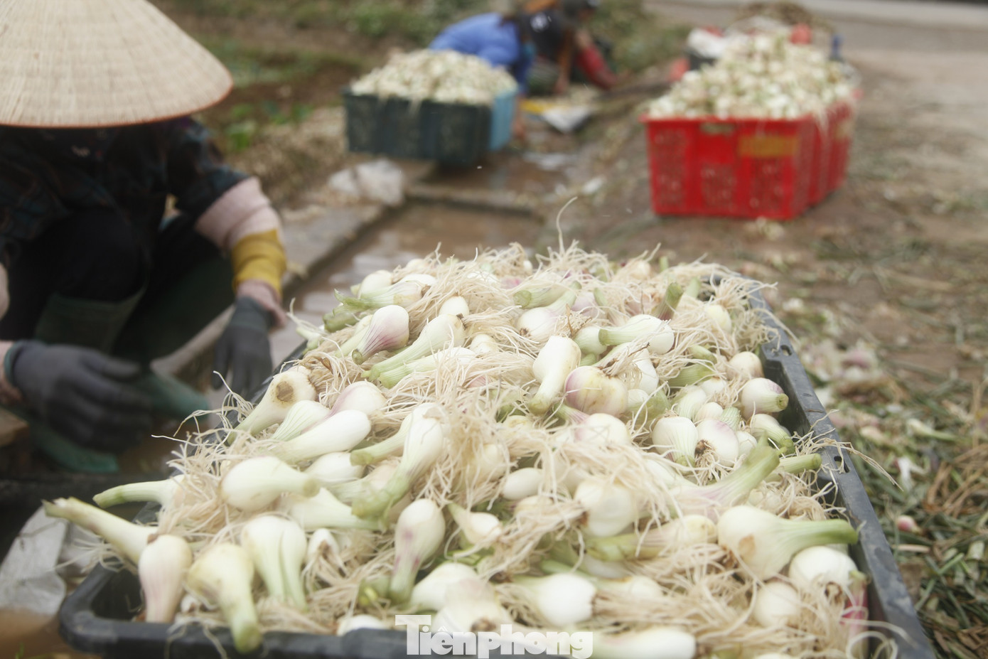 Giáp Tết, những người rửa hành thuê ở xã Bảo Đài làm việc vất vả vì công việc nhiều, thu nhập cao gấp 3 – 4 lần so với ngày thường. Theo chị Thu, những ngày giáp Tết, chị và những người rửa hành thuê có thể kiếm được khoảng 800 nghìn đồng/ngày.