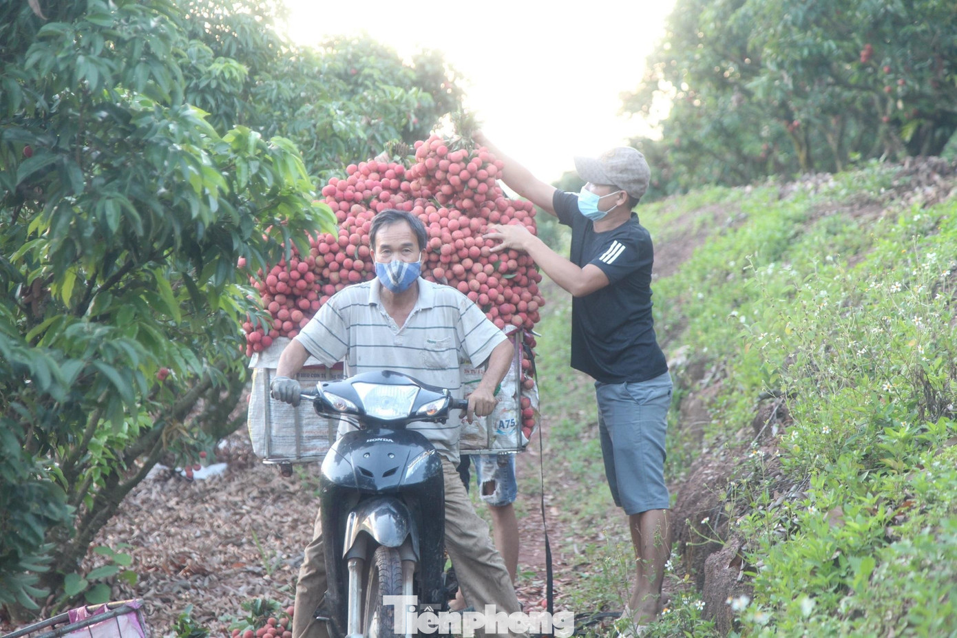 Người trồng vải huyện Lục Ngạn (Bắc Giang) thu hoạch vải thiều