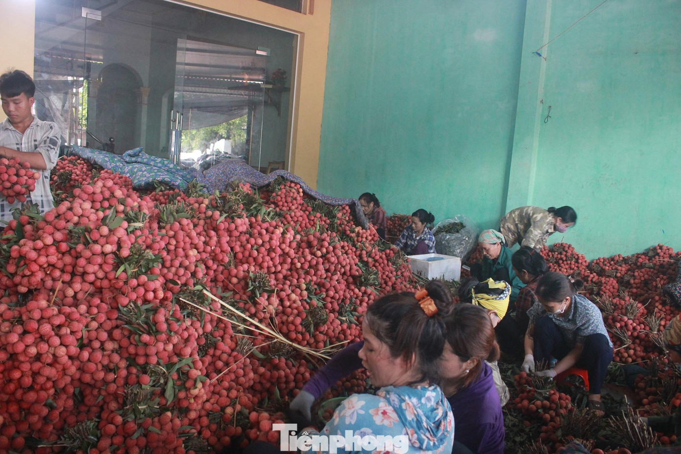 Bắc Giang đề nghị hỗ trợ tiêu thụ vải thiều Bắc Giang đề nghị hỗ trợ tiêu thụ vải thiều
