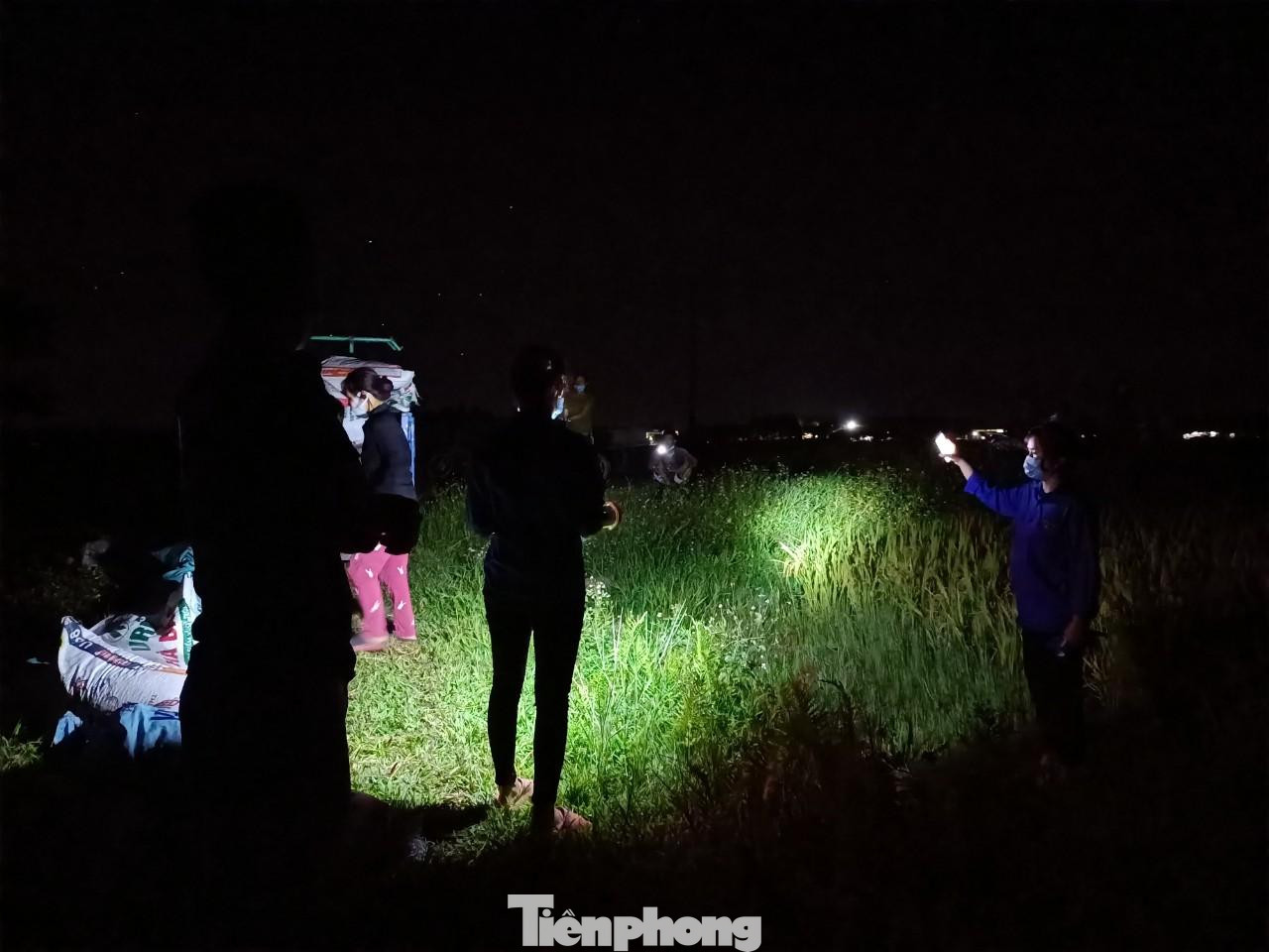 Đoàn viên huyện Tân Yên thắp đèn thu hoạch lúa cho người dân bị cách ly Đoàn viên huyện Tân Yên thắp đèn thu hoạch lúa cho người dân bị cách ly