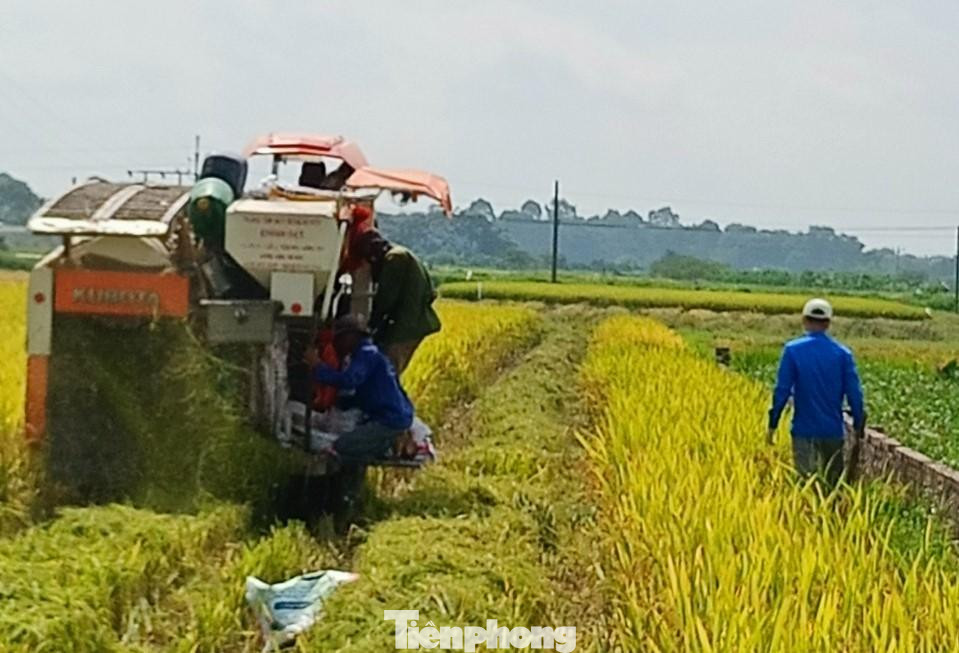 Thanh niên tình nguyện xã Ngọc Lý (huyện Tân Yên, Bắc Giang) đội nắng thu hoạch lúa cho người dân bị cách ly Thanh niên tình nguyện xã Ngọc Lý (huyện Tân Yên, Bắc Giang) đội nắng thu hoạch lúa cho người dân bị cách ly