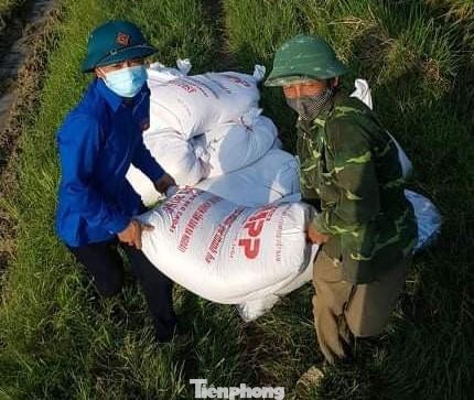 Đoàn viên tình nguyện xóm An Phong thu hoạch lúa giúp người dân bị cách ly Đoàn viên tình nguyện xóm An Phong thu hoạch lúa giúp người dân bị cách ly