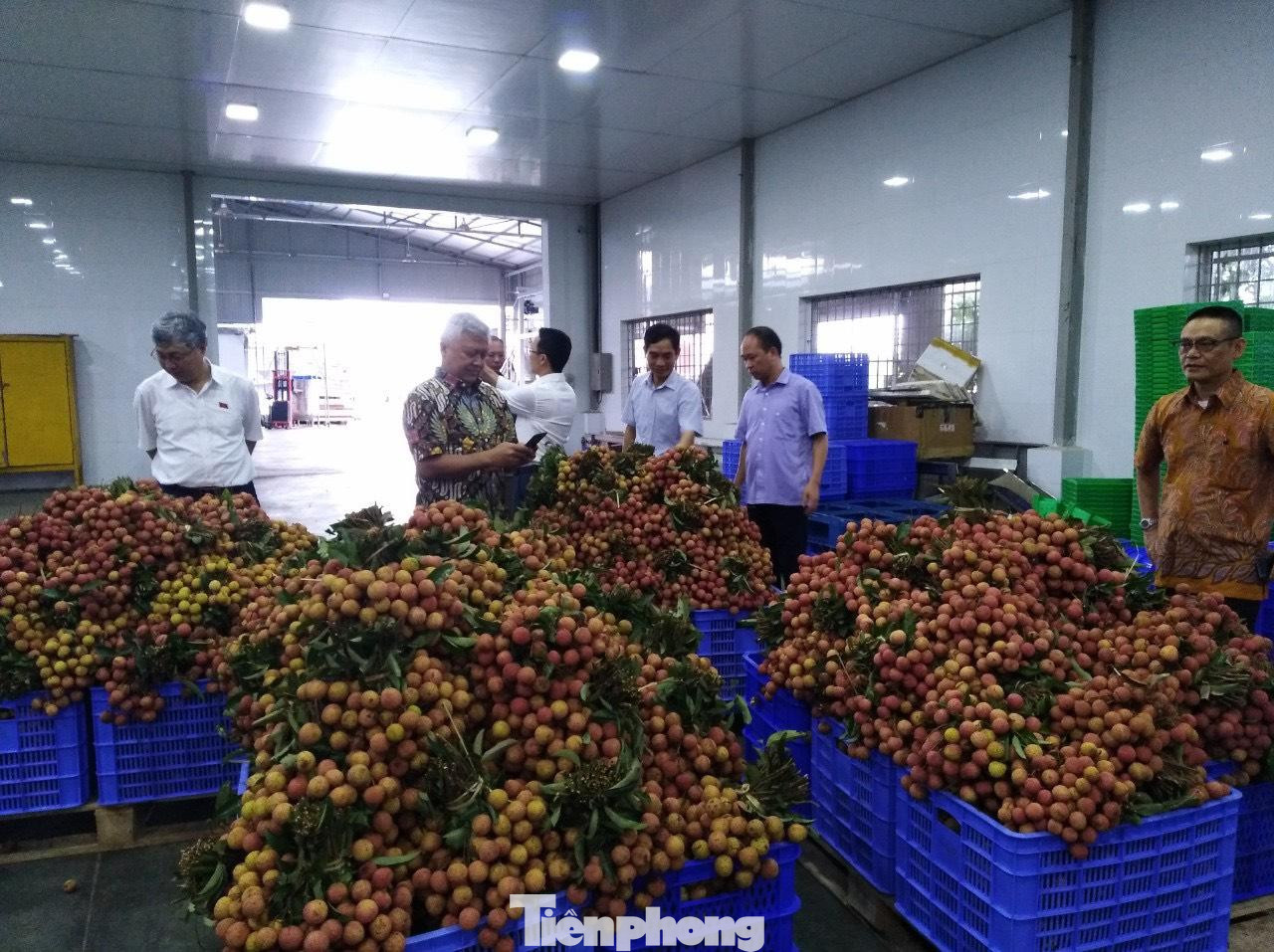 Vải thiều Bắc Giang xuất khẩu sang Nhật Bản Vải thiều Bắc Giang xuất khẩu sang Nhật Bản