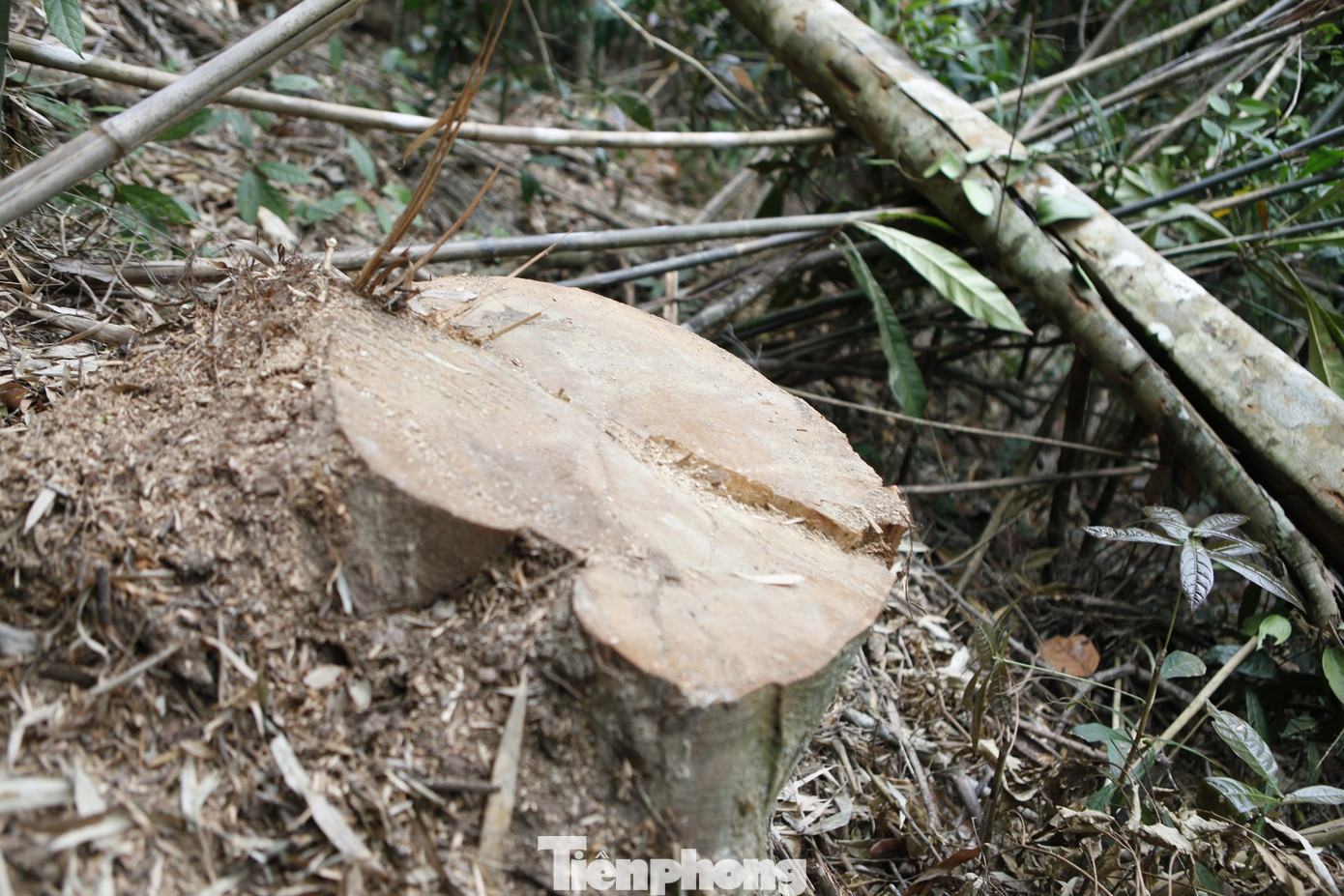 Hiện trường vụ chặt hạ gỗ táu rừng Tây Yên Tử ở thôn Đồng Khao, xã An Lạc. Ảnh: Nguyễn Thắng.