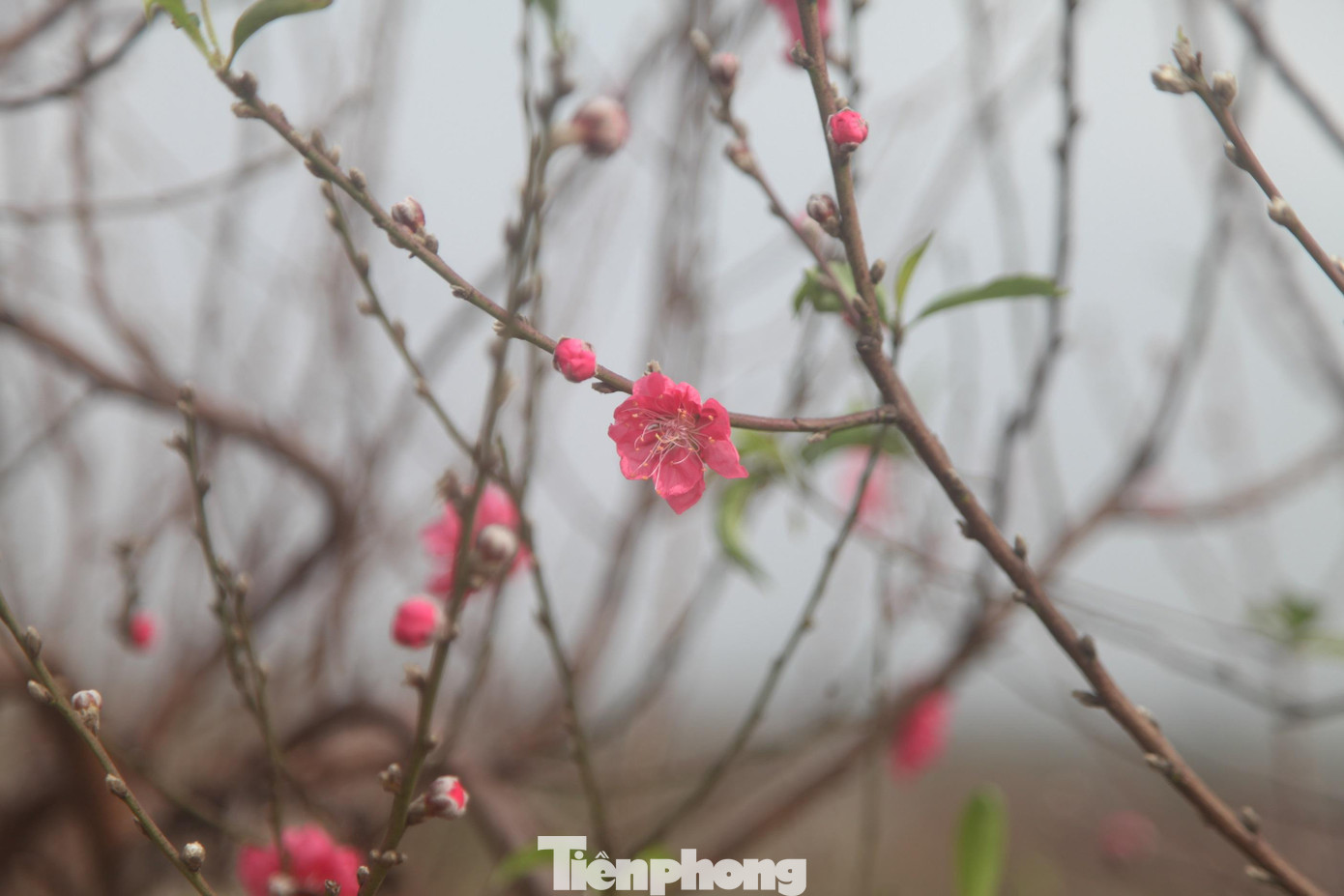 Nhiều người vẫn gọi làng Cẩm Hoàng là làng đào "Nhật Tân" trên đất Bắc Giang