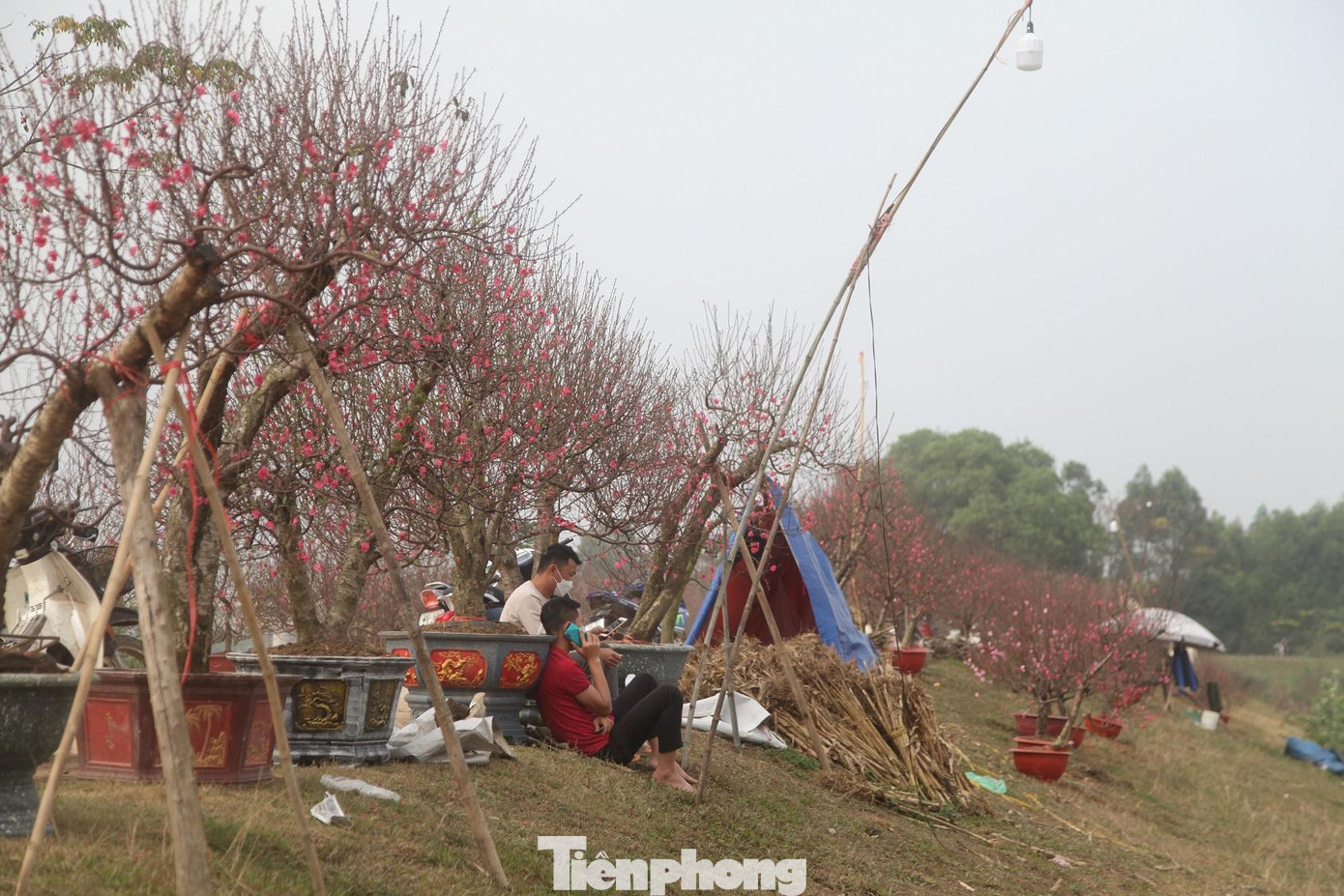 Người làng Cẩm Hoàng bày bán đào dọc bờ đê