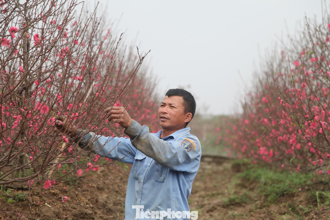 Cây đào ở thôn Cẩm Hoàng có giá vài trăm nghìn đồng đến hàng chục triệu đồng