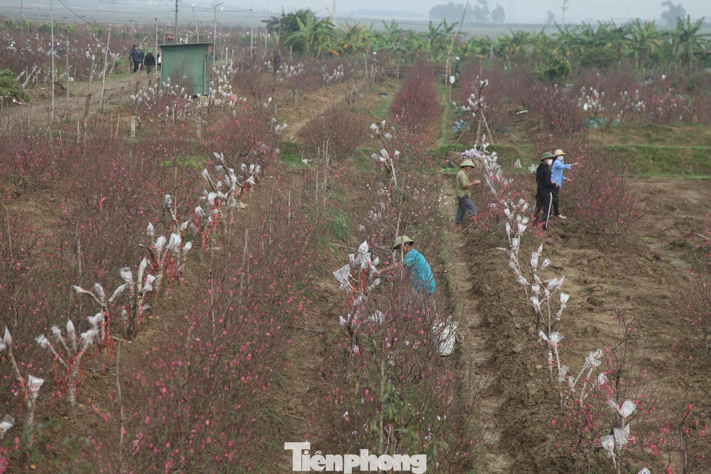 Vào những ngày giáp Tết, những hộ trồng đào ở thôn Cẩm Hoàng, xã Xuân Cẩm luôn bận rộn với việc giao dịch với khách hàng. Trước kia, người dân trong thôn chủ yếu canh tác cây lúa.
