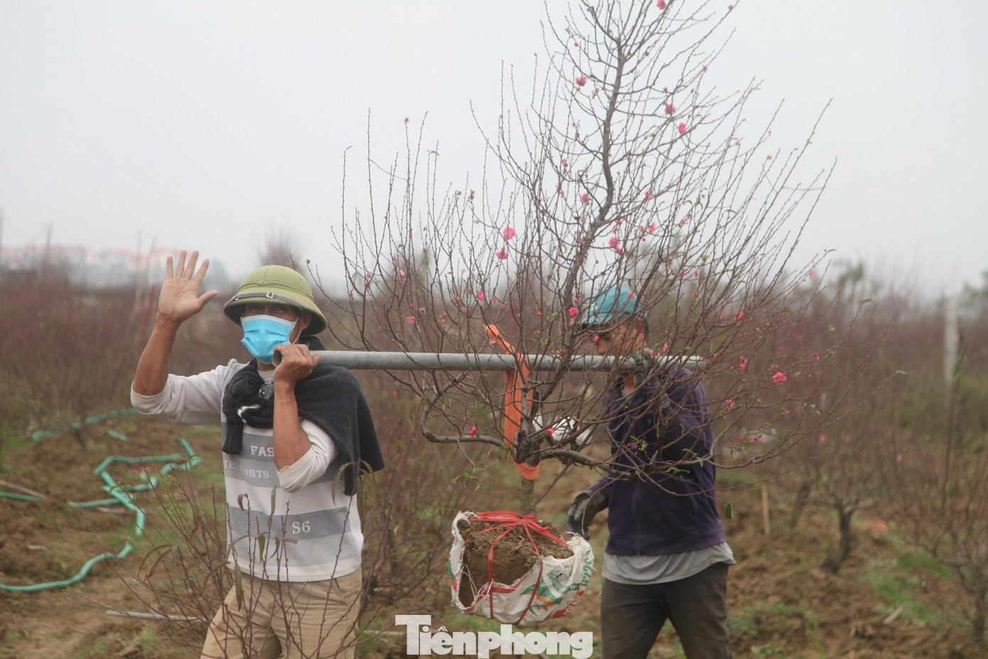 Người dân thôn Cẩm Hoàng mua giống đào ở làng Nhật Tân về trồng, cùng với kinh nghiệm học được từ các chủ vườn đào ở làng Nhật Tân, bởi vậy cây đào ở làng Cẩm Hoàng nhanh chóng được nhiều người biết đến