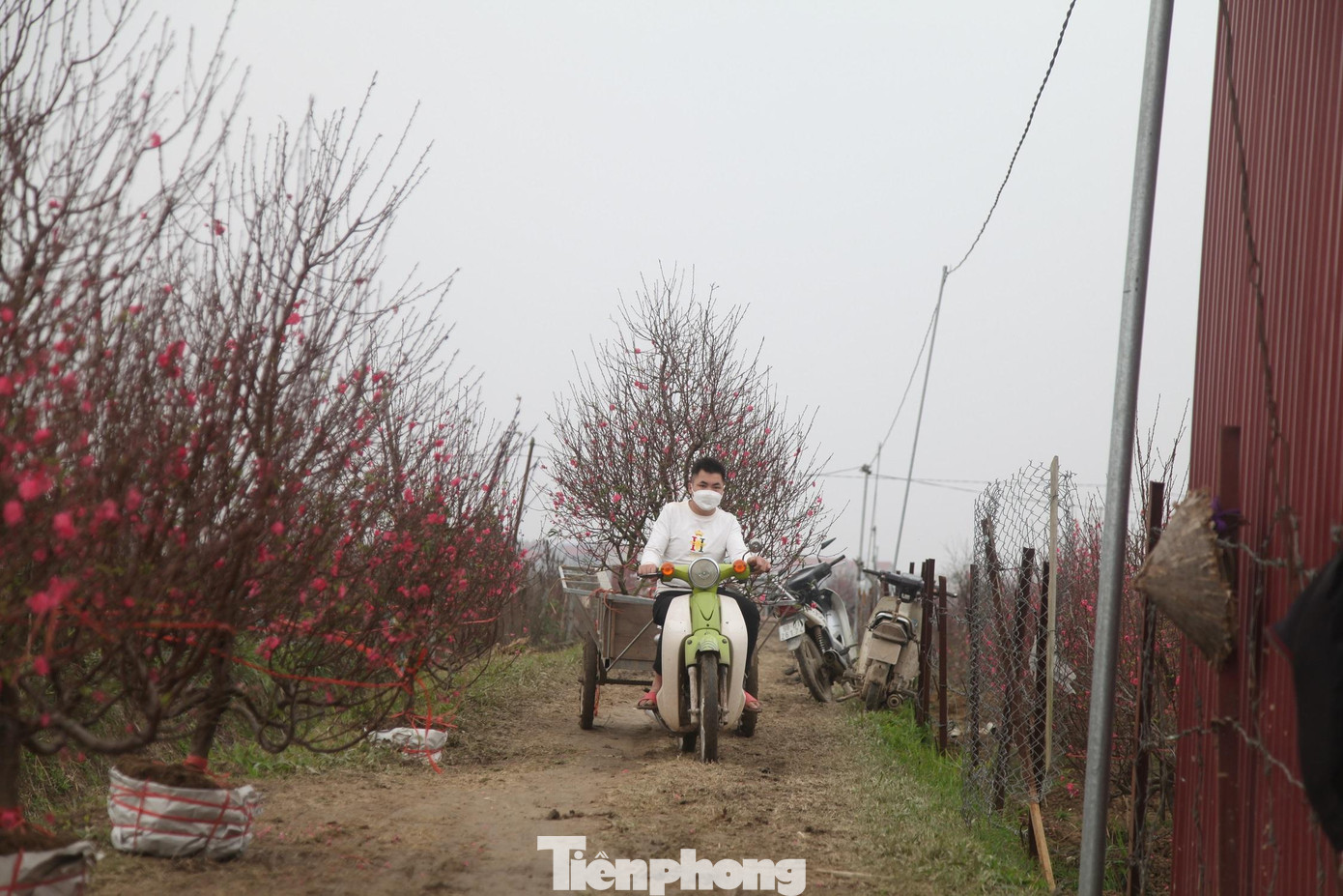 Hiện diện tích trồng đào ở thôn Cẩm Hoàng lên đến vài chục ha. Cây đào trở thành nguồn thu nhập chính của hàng trăm hộ gia đình trong thôn