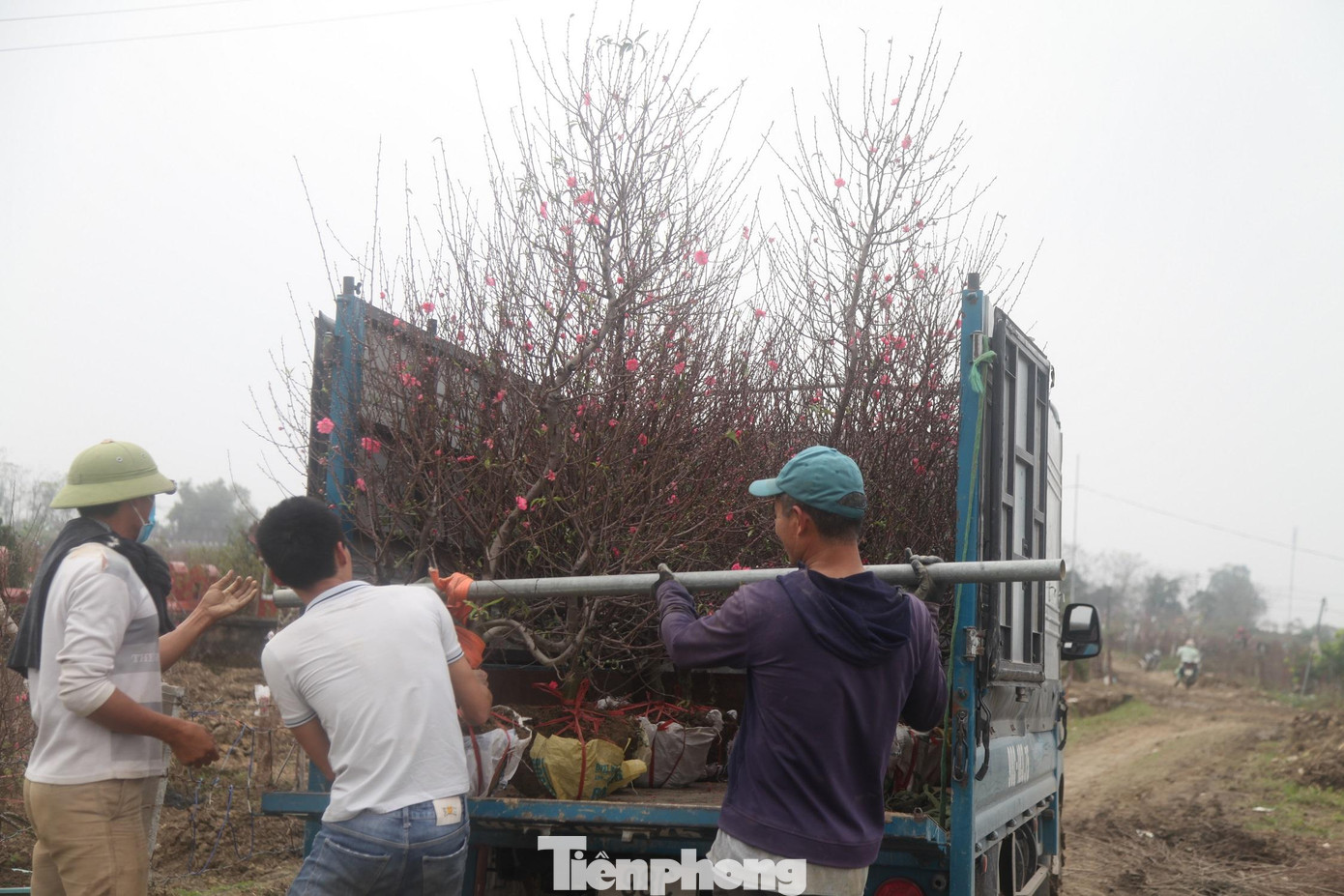 Những ngày này, thương lái ở nhiều tỉnh, thành đổ về làng Cẩm Hoàng mua đào bán phục vụ Tết