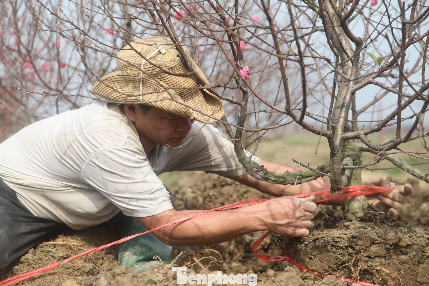 Sau khi học nghề ở làng Nhật Tân, một số người dân ở thôn Cẩm Hoàng về làng trồng đào