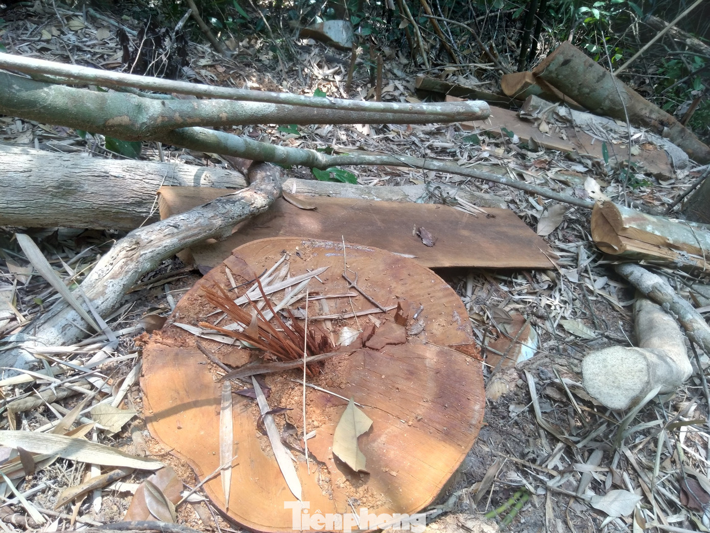 Lâm tặc đã vận chuyển phần thân gỗ táu ra khởi rừng đặc dụng Tây Yên Tử, chỉ còn lại phần bìa, cành và ngọn cây. Ảnh: Nguyễn Thắng.