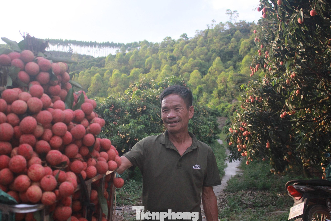 Niềm vui được mùa của người trồng vải ở huyện Lục Ngạn (Bắc Giang)