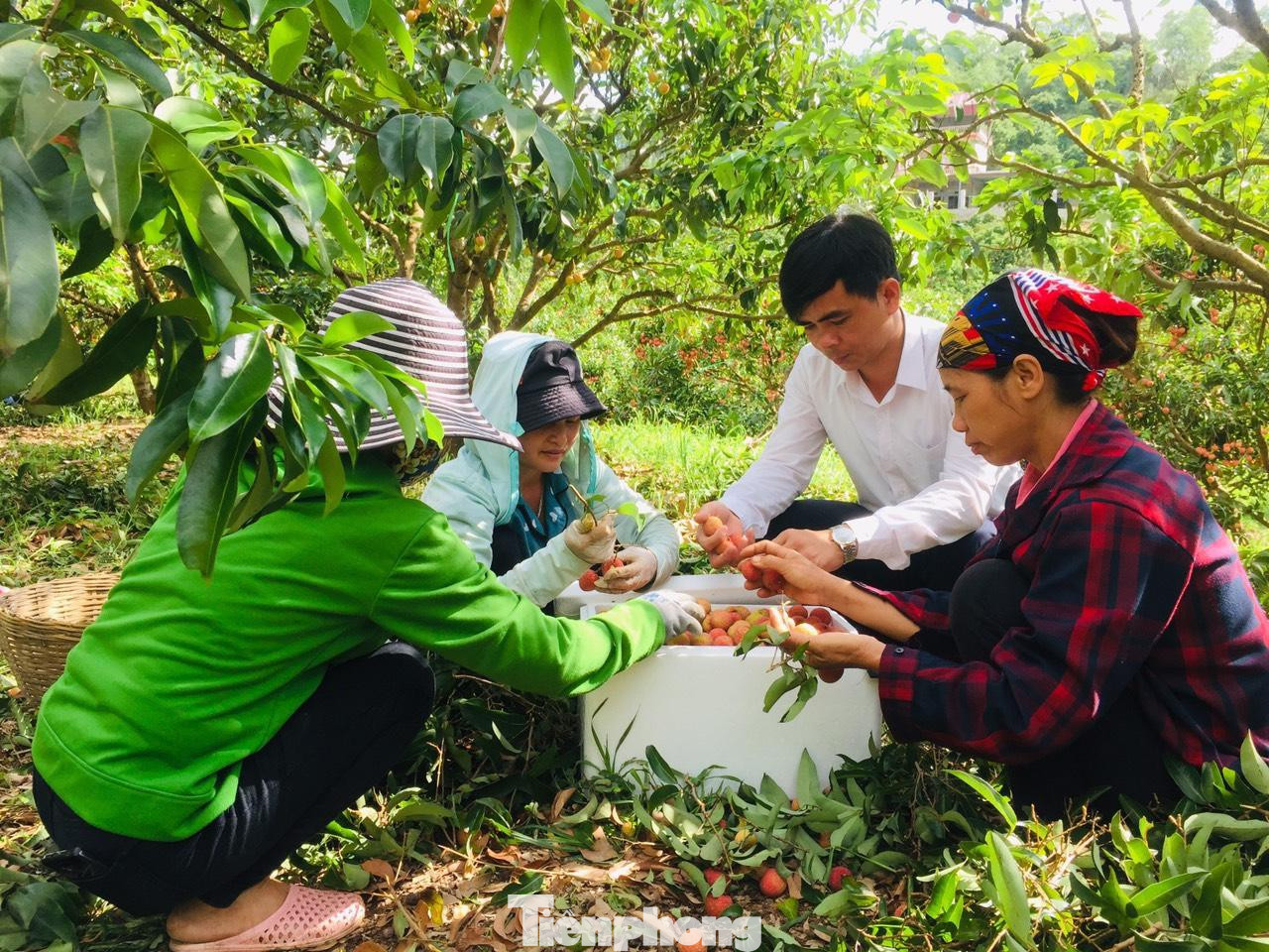 Bắc Giang sẵn sàng các phương án tiêu thụ vải thiều
