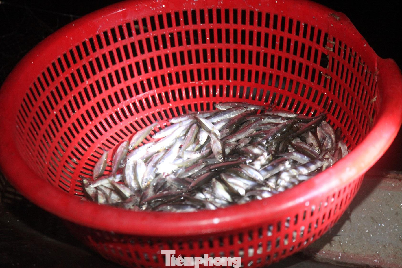 Mỗi đêm, trung bình ngư dân bắt được khoảng vài chục kg cá