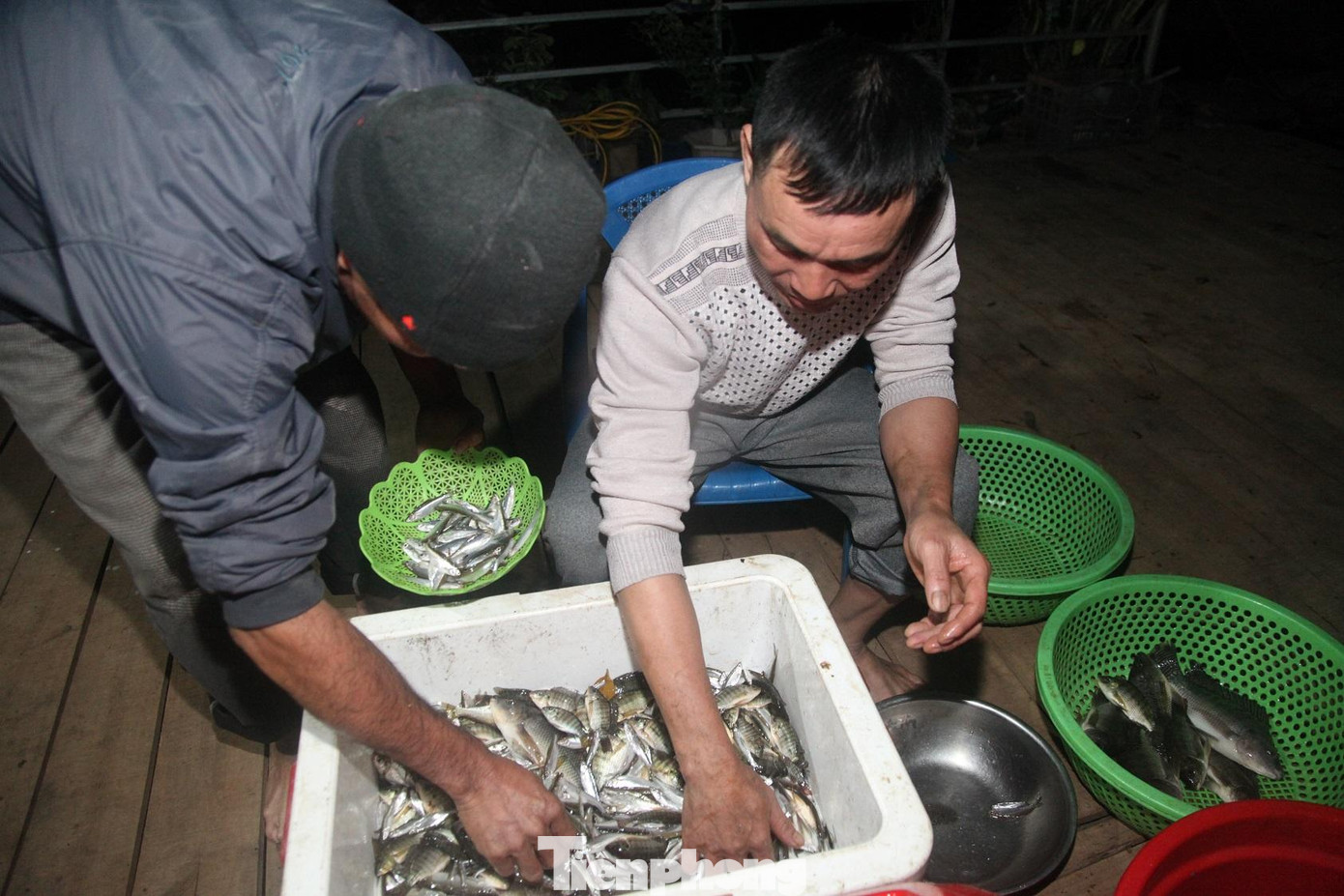 Sau một đêm đánh bắt, người dân phân loại cá để mang lên bờ bán. Mỗi đêm, một người thu về vài trăm nghìn đồng.