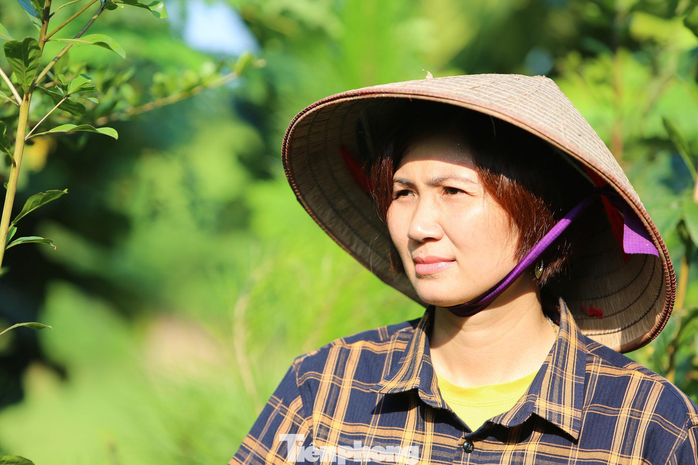 Nghỉ làm giáo viên, chị Mai mạnh dạn trồng cây công trình để phát triển kinh tế Nghỉ làm giáo viên, chị Mai mạnh dạn trồng cây công trình để phát triển kinh tế