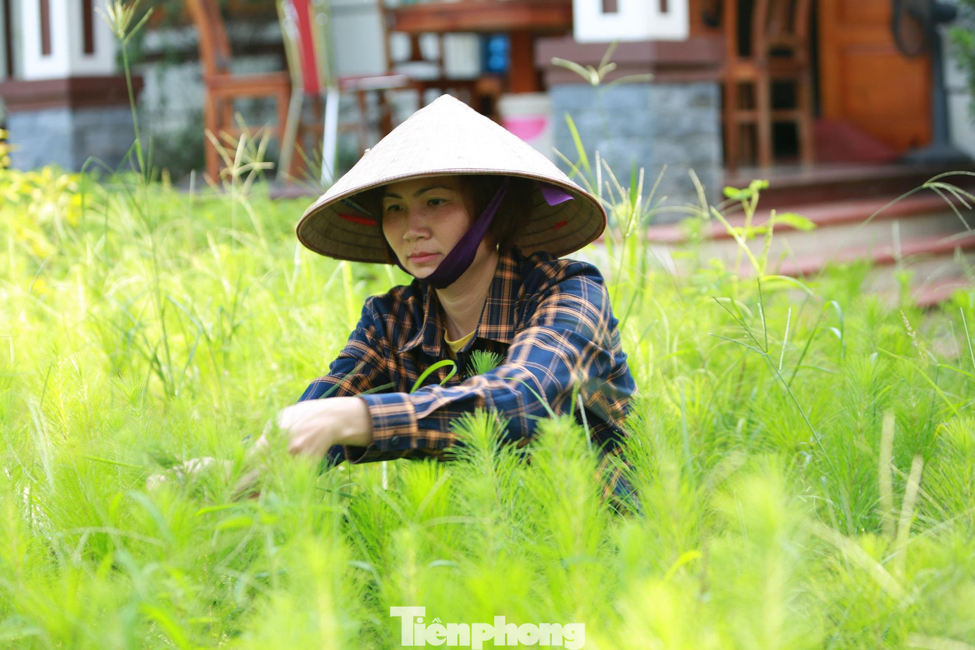 Chị Mai mở hướng giúp hàng trăm gia đình làm giàu từ trồng cây công trình Chị Mai mở hướng giúp hàng trăm gia đình làm giàu từ trồng cây công trình