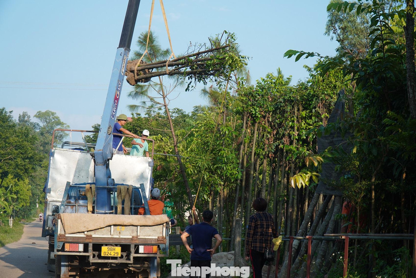 Khách hàng mua cây công trình của chị Mai Khách hàng mua cây công trình của chị Mai