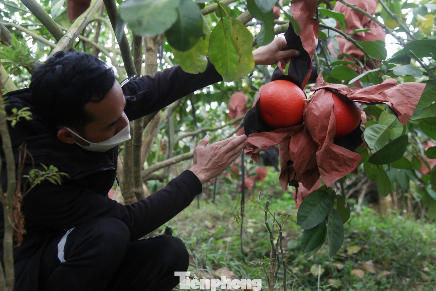 Việc chăm sóc bưởi màu đỏ cũng phải cẩn thận. Không chỉ có màu đẹp, bưởi màu đỏ còn có mùi thơm ngào ngạt.