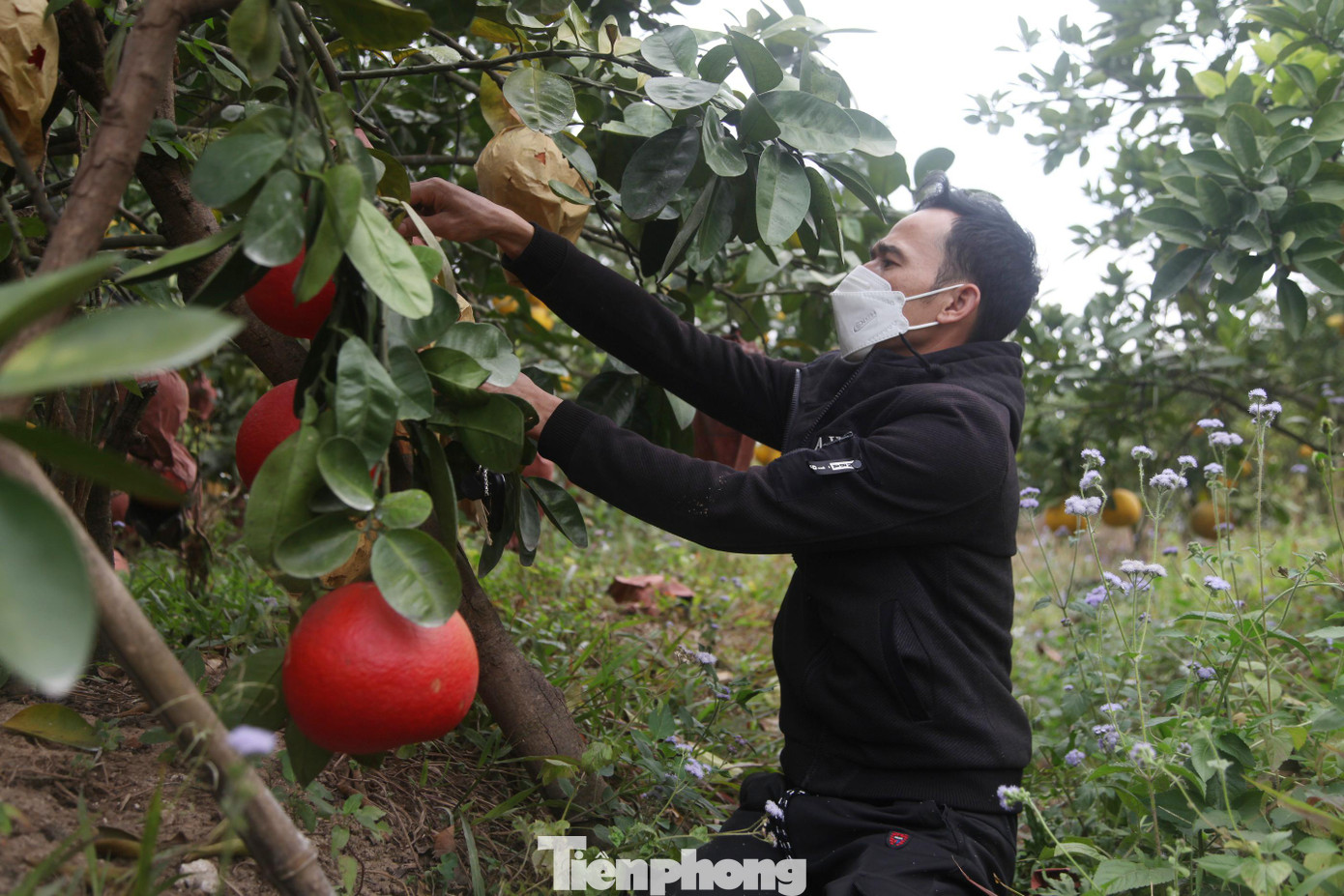 Anh Long cho biết, anh trồng bưởi màu đỏ được hơn 10 năm