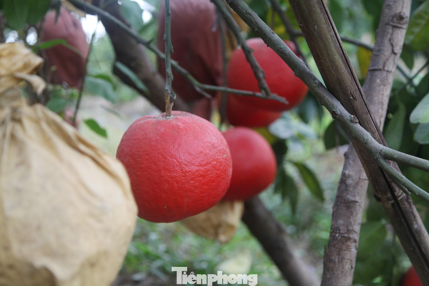 Năm nay, 22 cây bưởi màu đỏ trong vườn cho thu hoạch hơn 1.000 quả. Toàn bộ số lượng bưởi màu đỏ trong vườn anh Long đã được thương lái đặt mua từ nhiều tháng trước để bán vào dịp Tết.