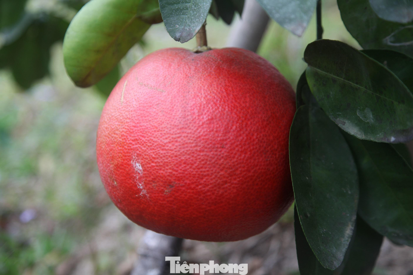 Bưởi màu đỏ có hình thức lạ mắt và đẹp nên luôn đắt hàng