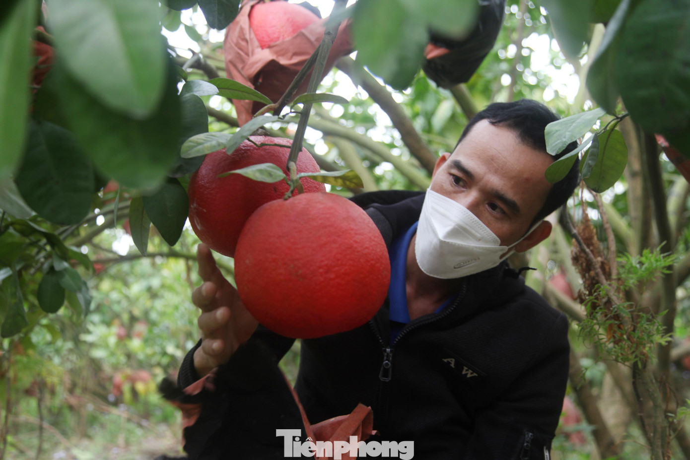 Anh Long cho hay, số lượng bưởi màu đỏ trong vườn nhà anh không đủ để bán cho khách. Hiện nhiều người hỏi mua để bán vào dịp Tết mà anh không còn hàng.