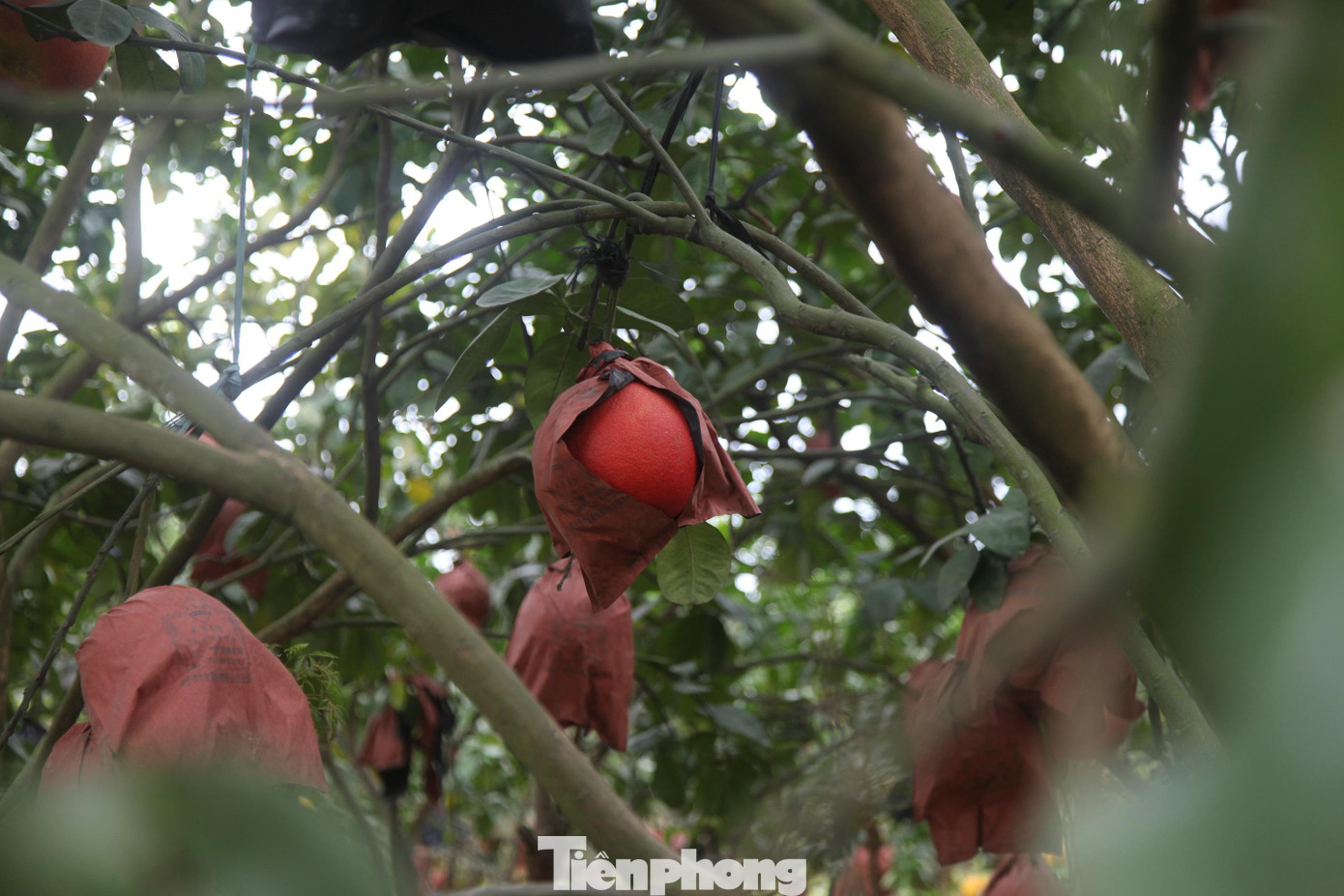 Hiện anh Long bán với giá từ 90 – 150 nghìn đồng/quả, cao gấp 4 -5 lần so với loại bưởi màu vàng. Năm nay, anh Long thu về hơn 100 triệu đồng từ bưởi màu đỏ.