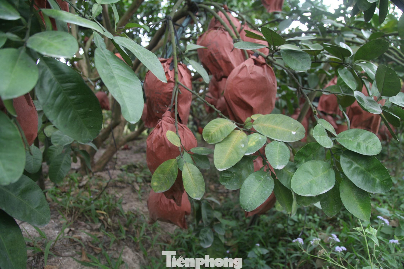 Để bưởi có màu đỏ đẹp, anh Long phải bọc cẩn thận bằng túi bóng từng quả