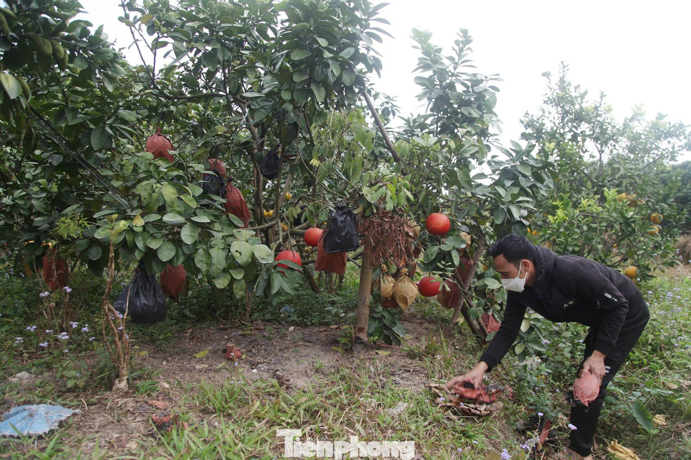 Cuối tuần, phóng viên Tiền Phong đến thăm vườn bưởi của anh Lê Thế Long ở thôn Bình Giang, xã Bình Sơn (huyện Lục Nam, Bắc Giang) trong nắng vàng hanh hao. Mặt trời đứng bóng, anh Long tất bật với những quả bưởi màu đỏ.