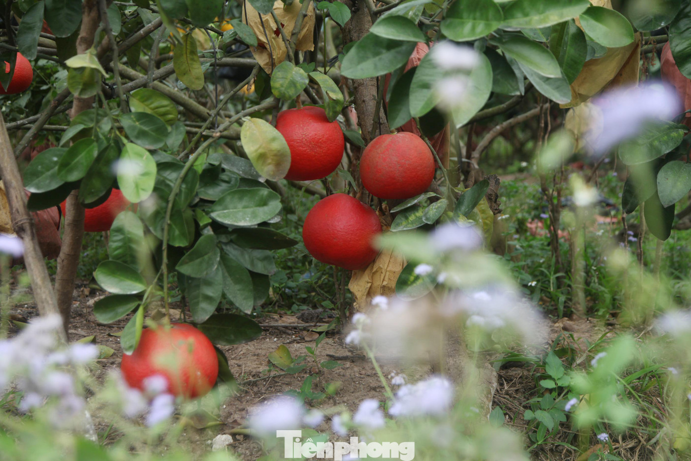 Anh Long mua một cây bưởi màu đỏ ở miền Nam về trồng, sau đó chiết từ cây mẹ, rồi ghép vào gốc bưởi Diễn. Đến nay, anh có 100 cây bưởi màu đỏ.