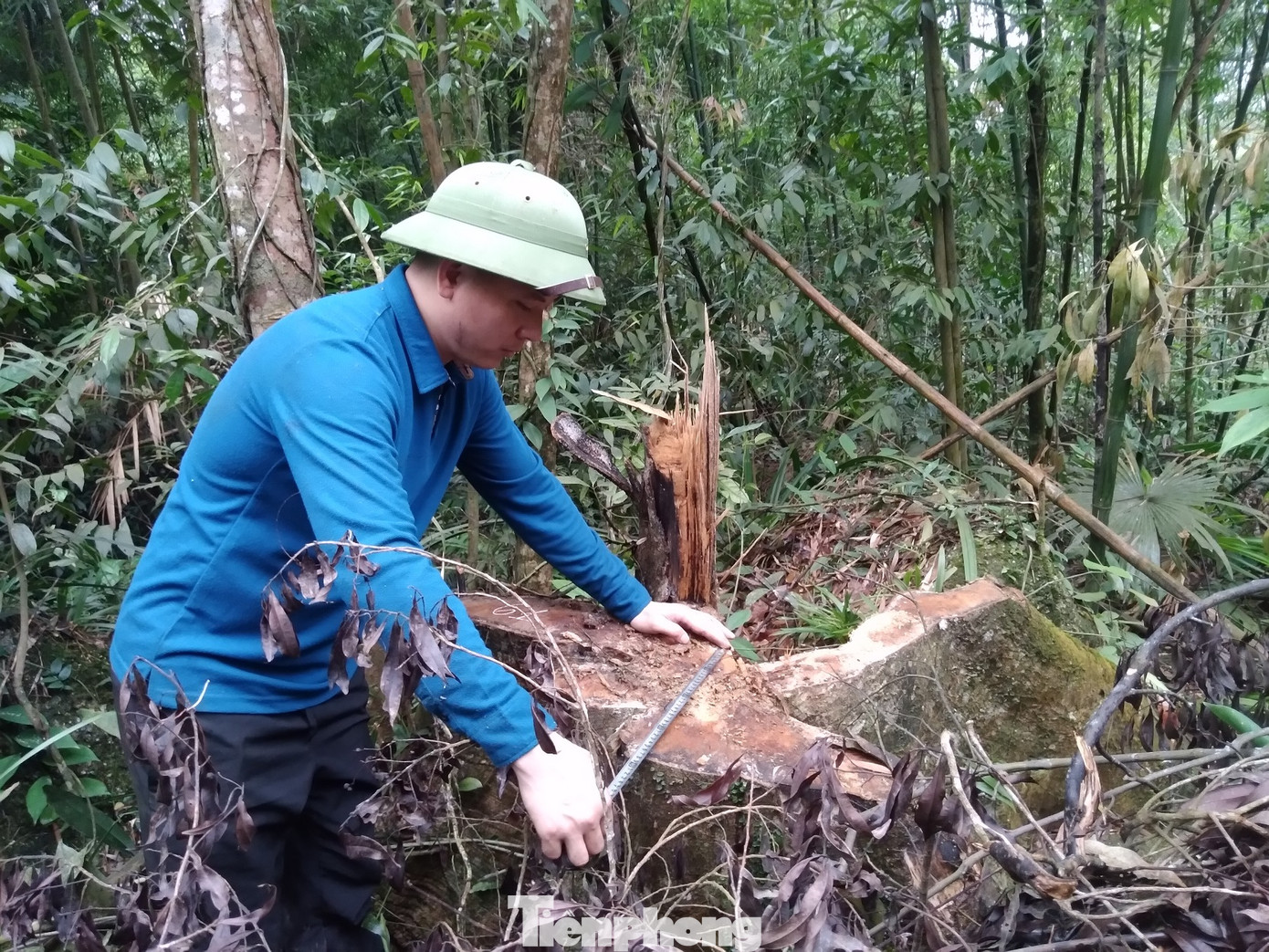 Lực lượng công an đo đường kính môt gốc cây gỗ rừng Tây Yên Tử bị lâm tặc chặt hạ.