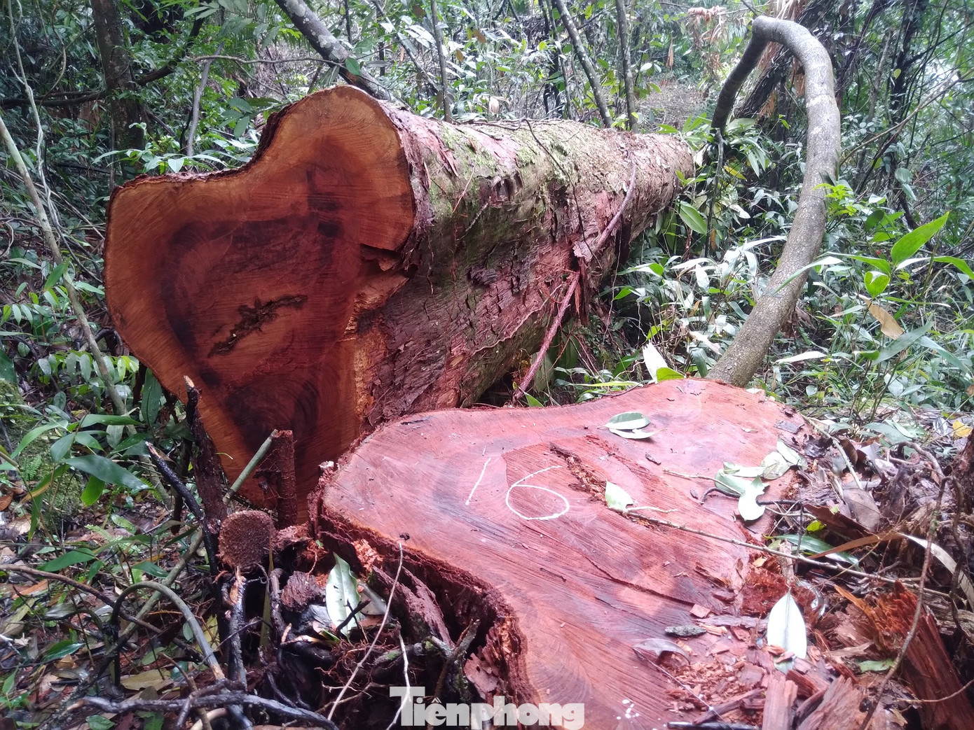 Nhiều cây gỗ trong rừng đặc dụng Tây Yên Tử bị lâm tăc chặt hạ, nhưng chưa kịp chuyển ra ngoài.