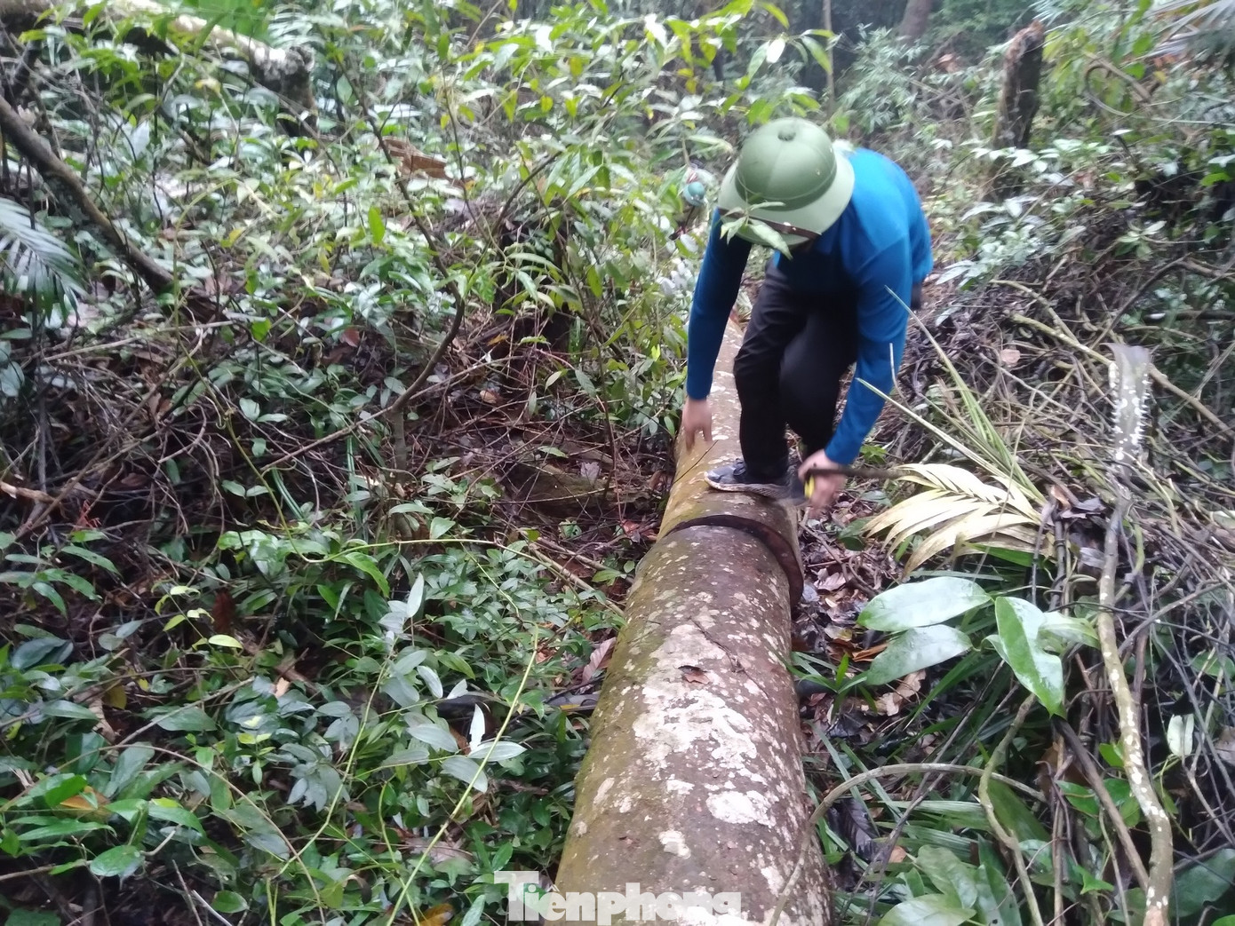 Những cây gỗ lớn trong rừng đặc dụng Tây Yên Tử bị lâm tặc cưa đổ, rồi cắt ra nhều khúc dài hàng mét để ngổn ngang trong rừng.