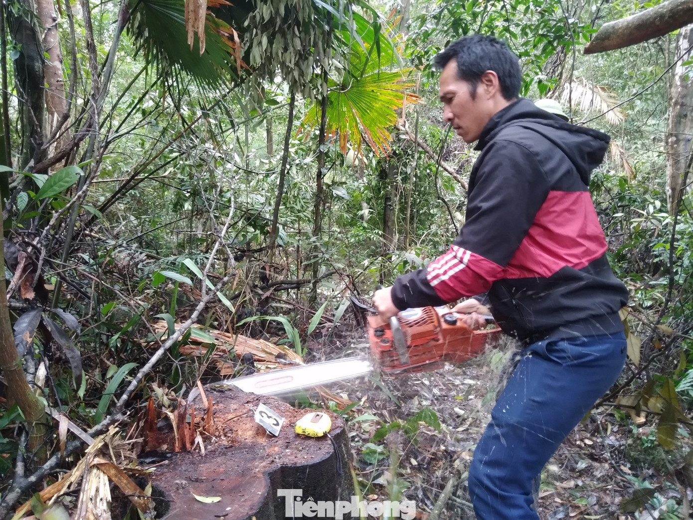 Cơ quan chức năng cưa lấy mẫu để phục vụ điều tra.