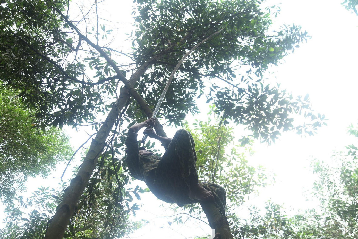 Theo kinh nghiệm, các thợ săn trứng kiến phải đi săn vào ngày trời nắng. Khi hạ tổ kiến xuống gặp nắng to, kiến sẽ nhanh chóng tản ra ngoài. Trong tổ còn lại những hạt trứng trắng muốt như gạo. Nếu gặp hôm trời mưa, kiến nằm lỳ bên trong tổ, khó mà lấy trứng ra được.