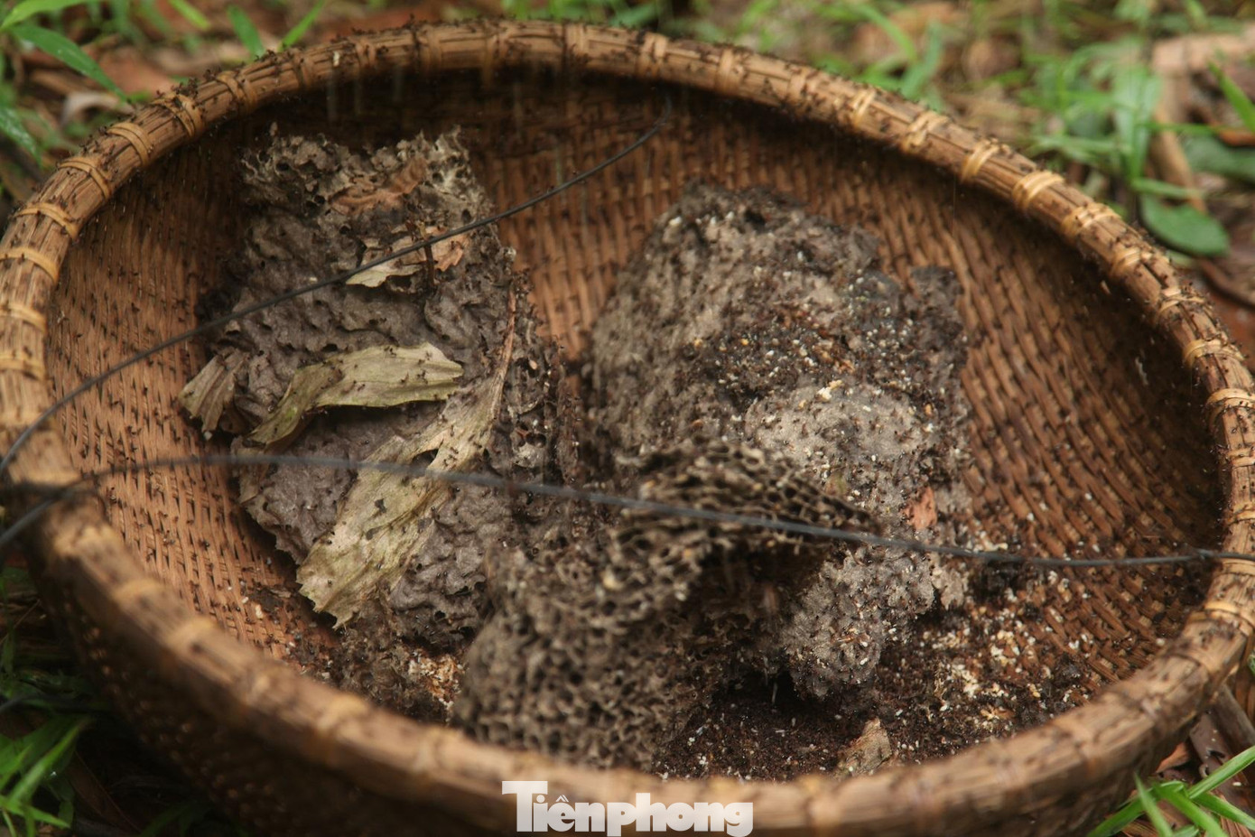 Trứng kiến trở thành một đặc sản ở nhiều huyện của tỉnh Bắc Giang như huyện Sơn Động, Yên Thế, Lục Nam. Hiện 1kg trứng kiến có giá khoảng 300 nghìn đồng. Một ngày, thợ săn trứng kiến có thể thu về tiền triệu.