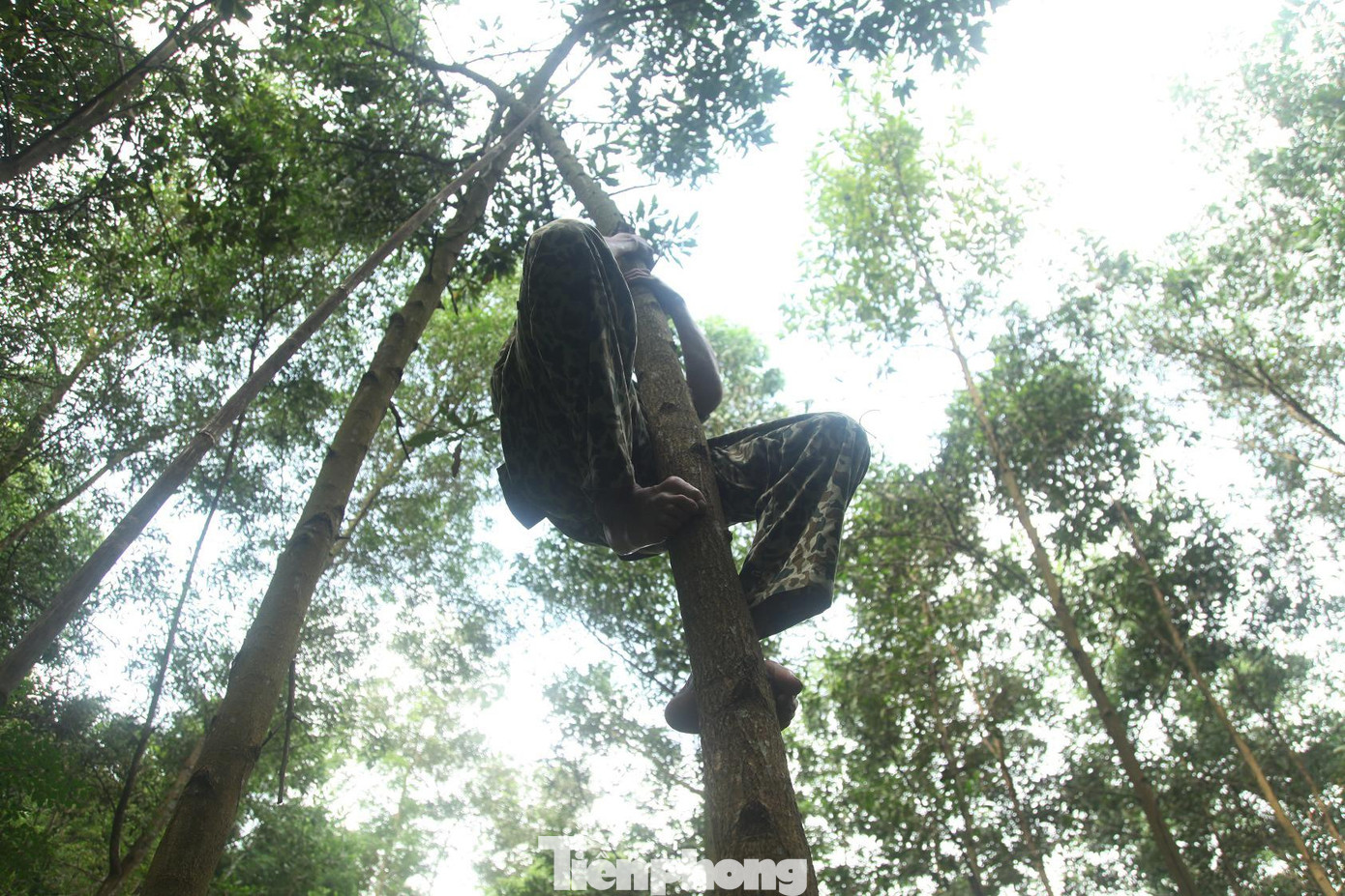 Các tổ trứng kiến thường nằm trên những cây cao. Thợ săn phải trèo lên cây, rồi dùng câu liêm móc tổ trứng kiến rụng xuống.