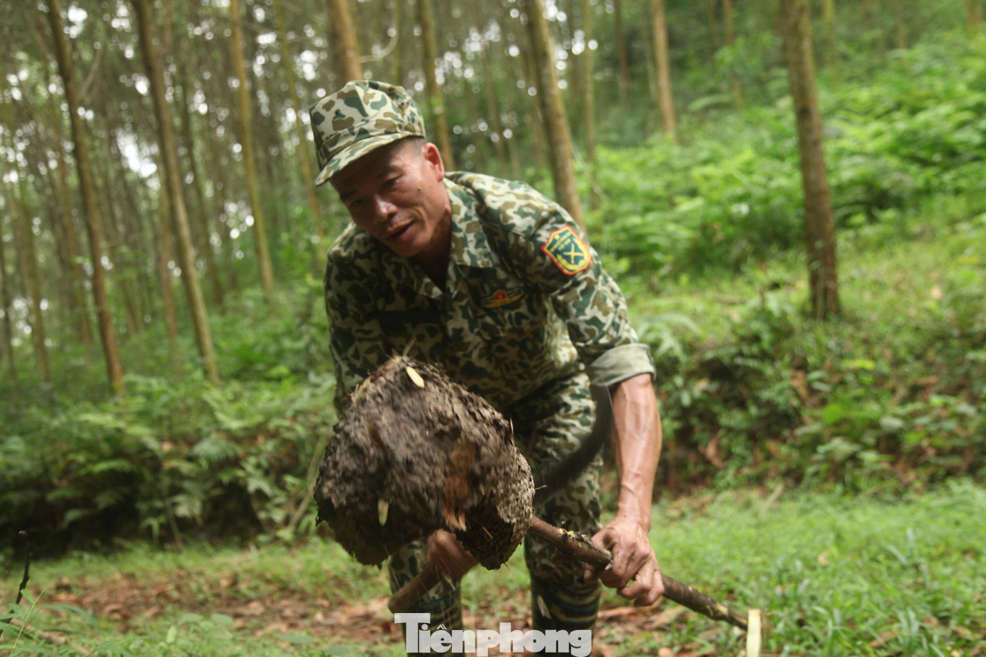 Thợ săn dùng dao chặt nhỏ tổ trứng kiến để rũ trứng rụng xuống chiếc rổ.