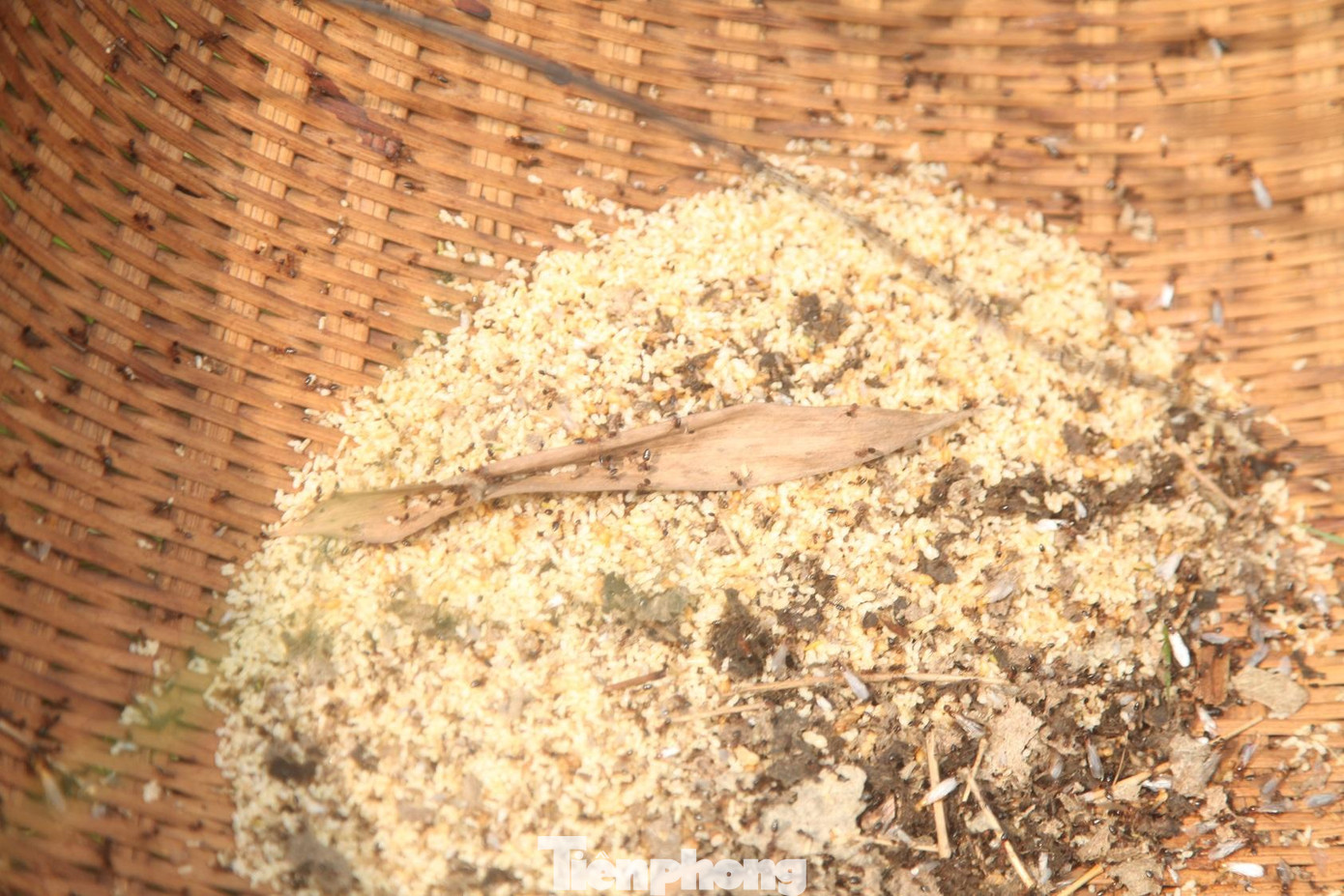 Trứng kiến có vị ngọt, thơm, bùi ngậy nên có thể chế biến thành nhiều món ăn như xôi trứng kiến, chả trứng kiến.