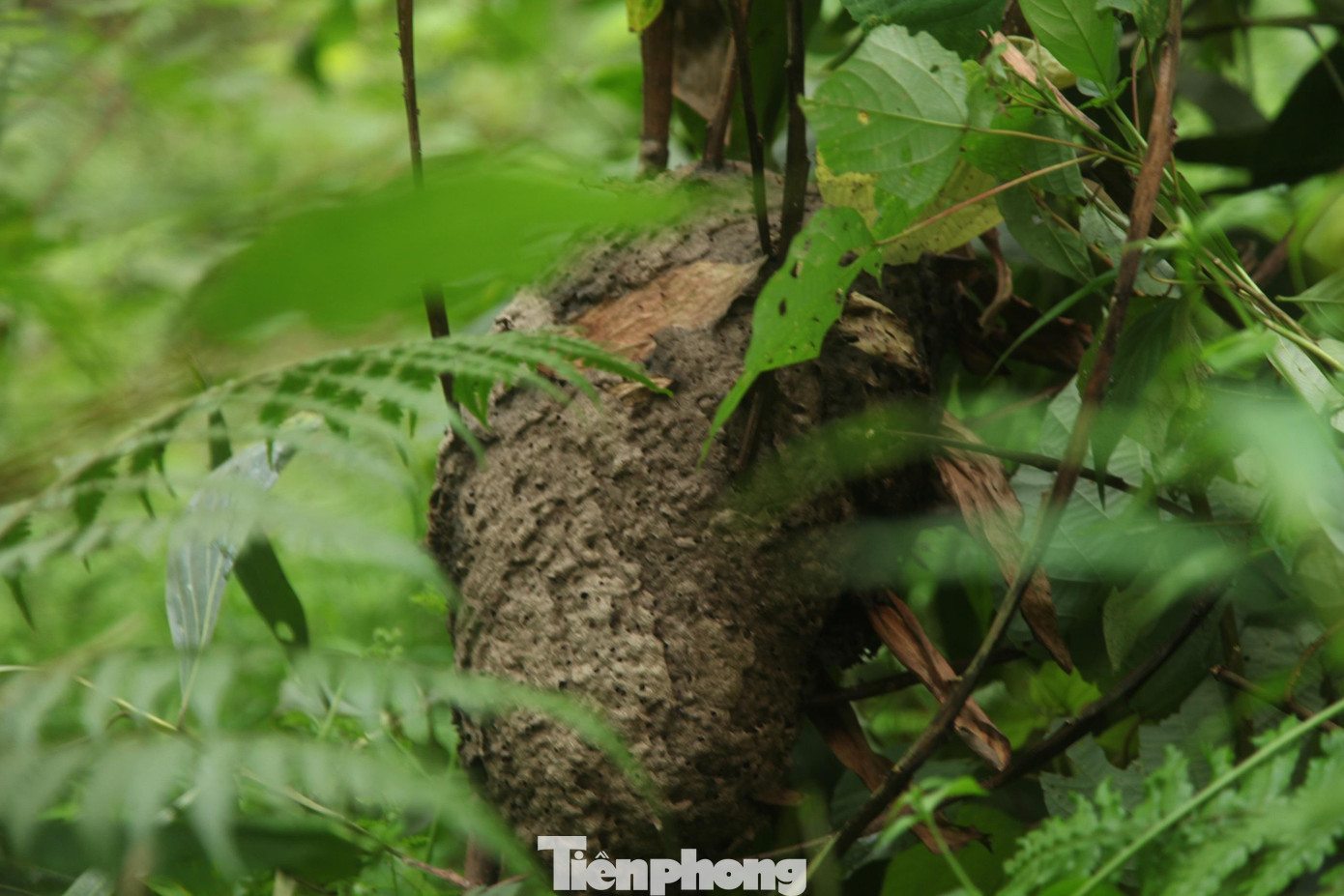 Những tổ kiến mẩy (nhiều trứng) nhìn có màu đen bạc, bậu trên cành cây hơi trĩu xuống, lúc hạ xuống nâng lên thấy nặng tay.