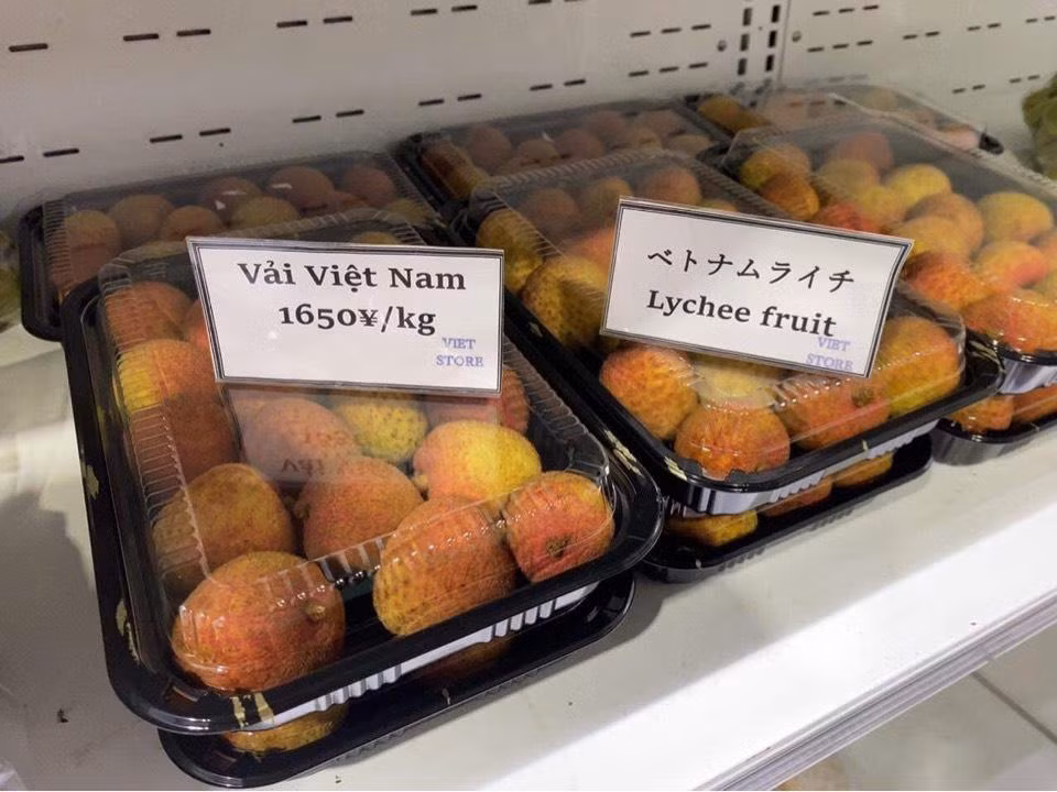 Vải thiều tỉnh Bắc Giang xuất sang Nhật Bản Vải thiều tỉnh Bắc Giang xuất sang Nhật Bản
