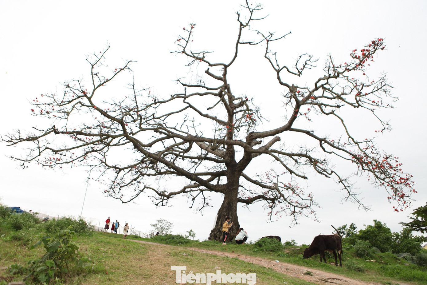 Theo Ban Quản lý di tích lịch sử thôn Đoài, xã Tam Giang, cây gạo thuộc thôn Đoài nằm trong khuôn viên Đền Xà đã được xếp hạng di tích lịch sử quốc gia năm 1988