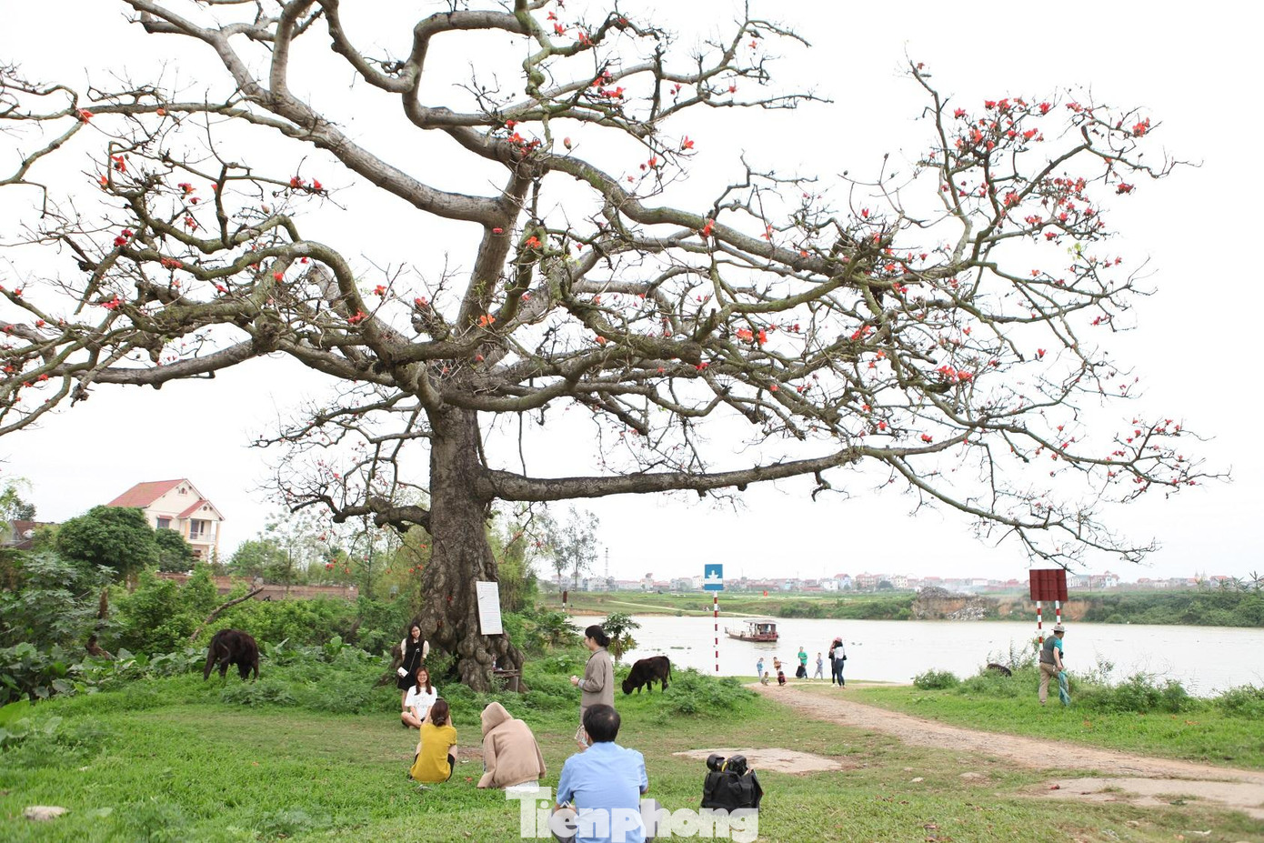 Những ngày qua, bến đò ngã ba sông Cầu và sông Cà Lồ lại trở nên đông đúc khi nhiều người từ khắp nơi kéo về dưới gốc cây gạo chụp ảnh.